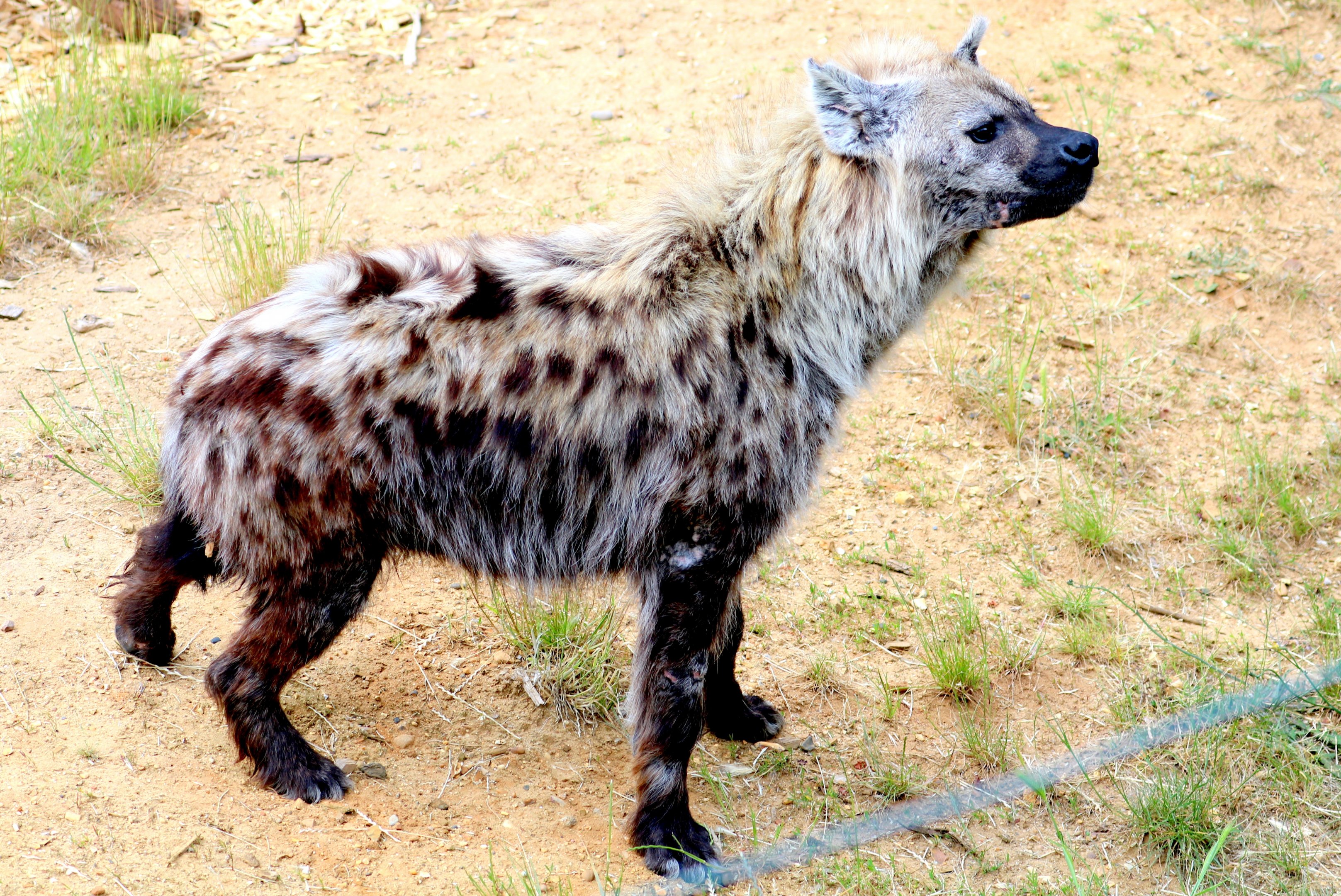 Spotted hyaena; Colchester: 16th June 2018