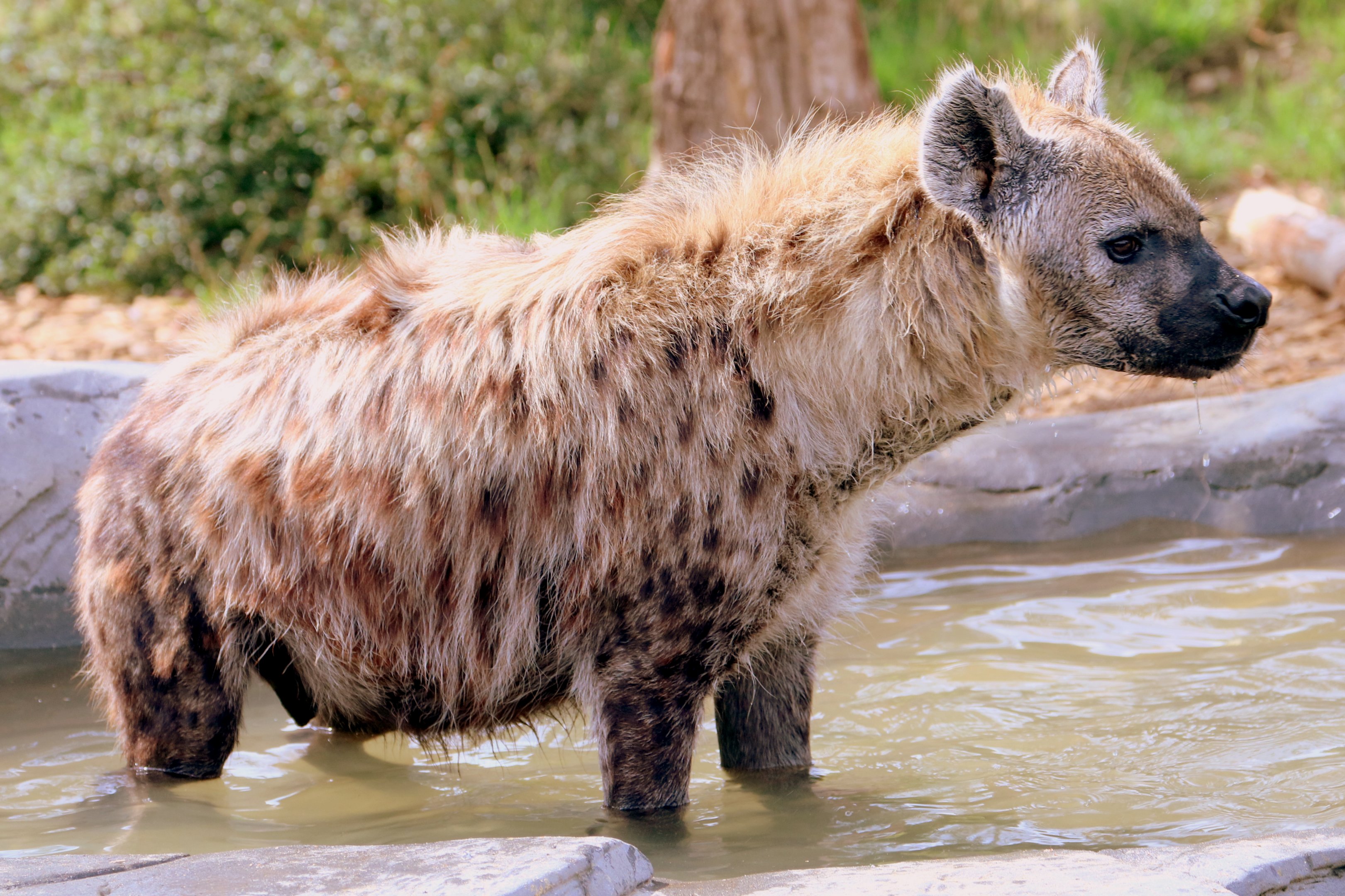 Spotted hyaena; Colchester; 17th August 2018