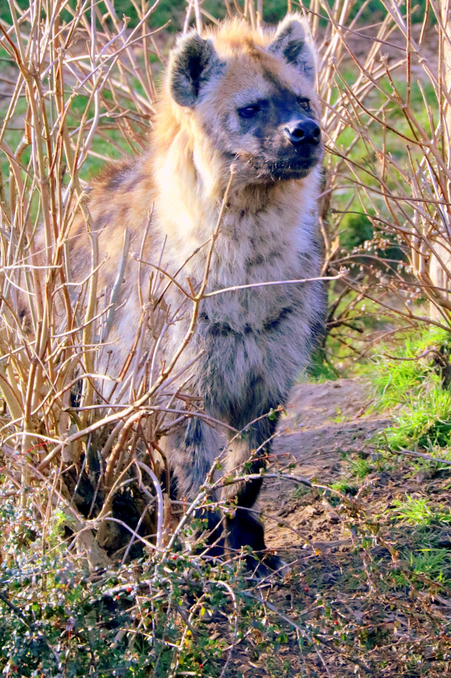 Spotted hyaena; Colchester; 17th February 2019