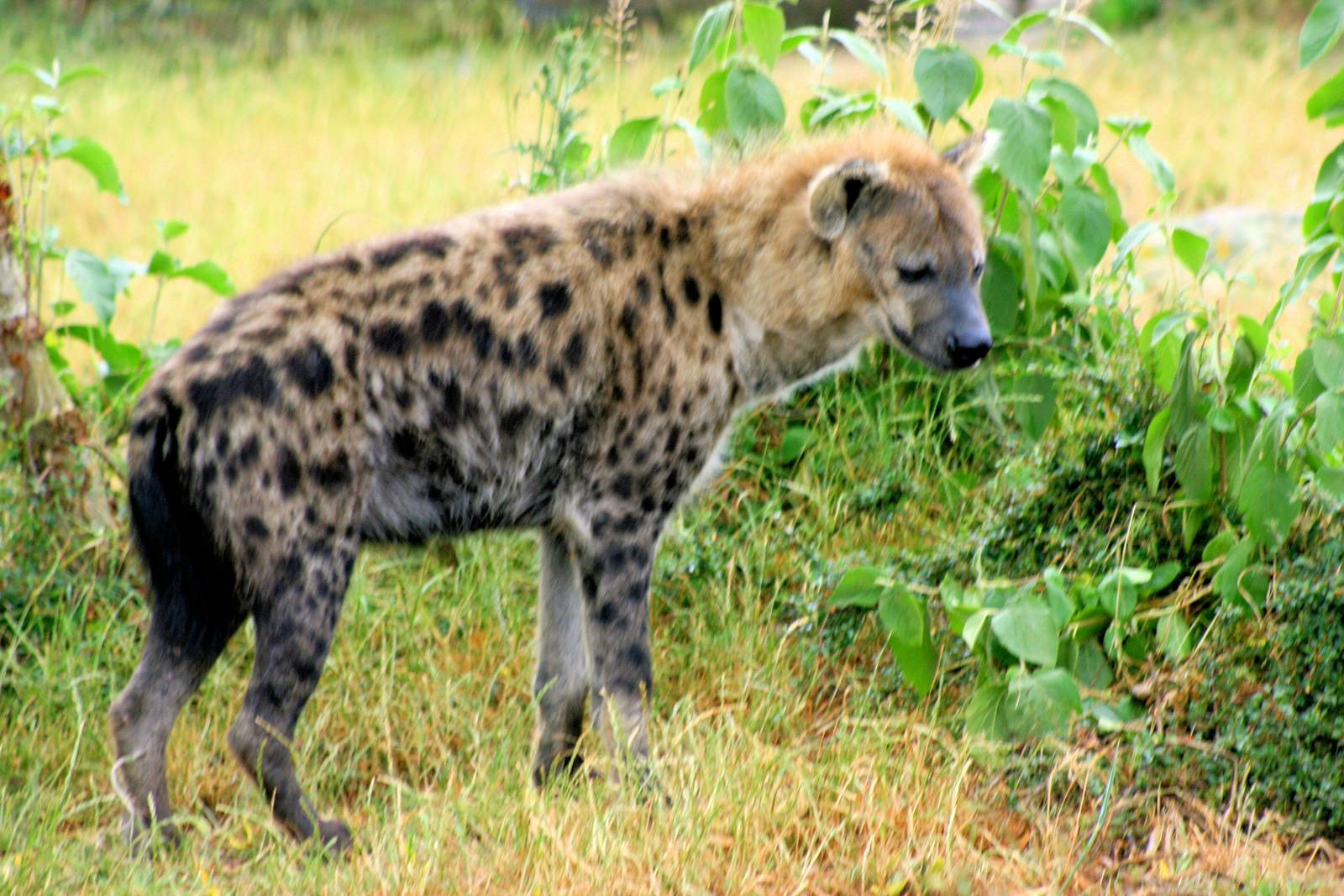 Spotted hyaena; Colchester; 28th June 2014