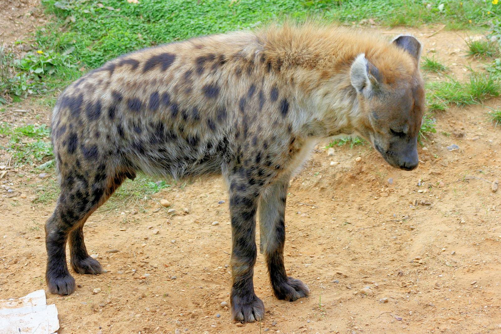 Spotted Hyaena; Colchester; 28th September 2013