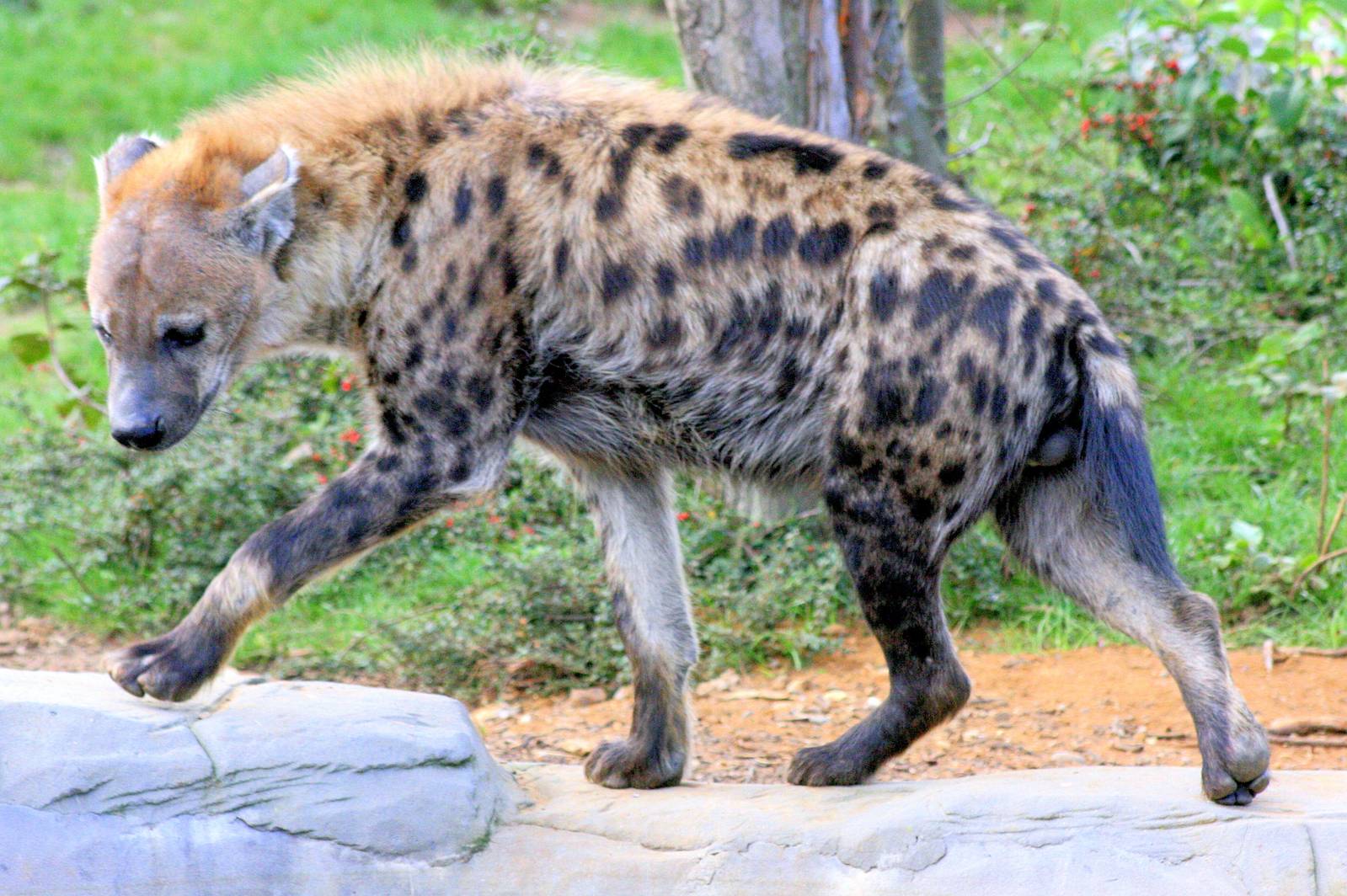 Spotted Hyaena; Colchester; 28th September 2013