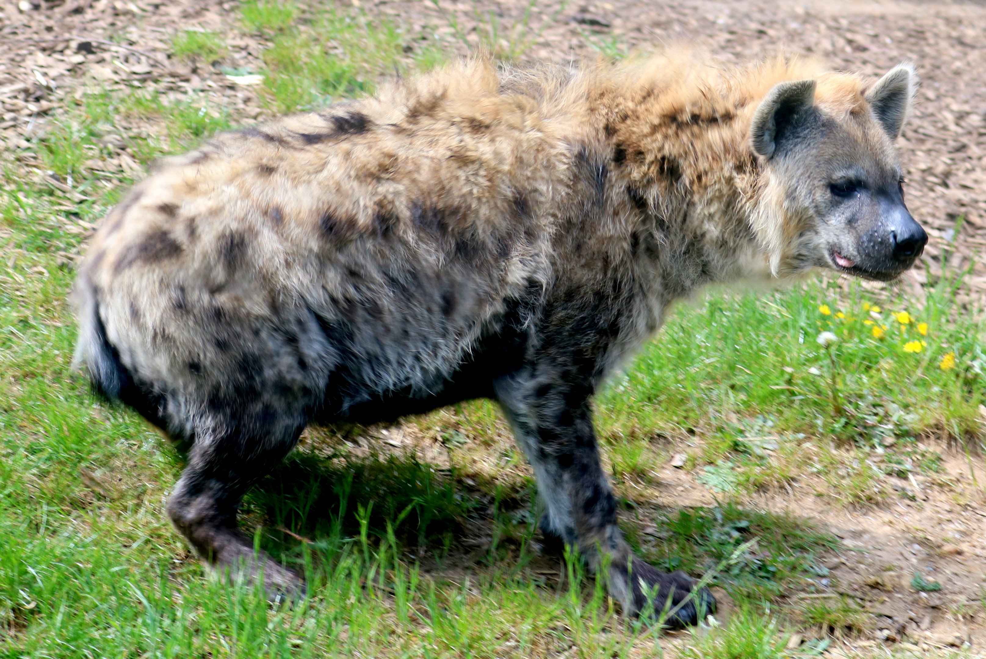 Spotted hyaena; Colchester; 6th May 2022
