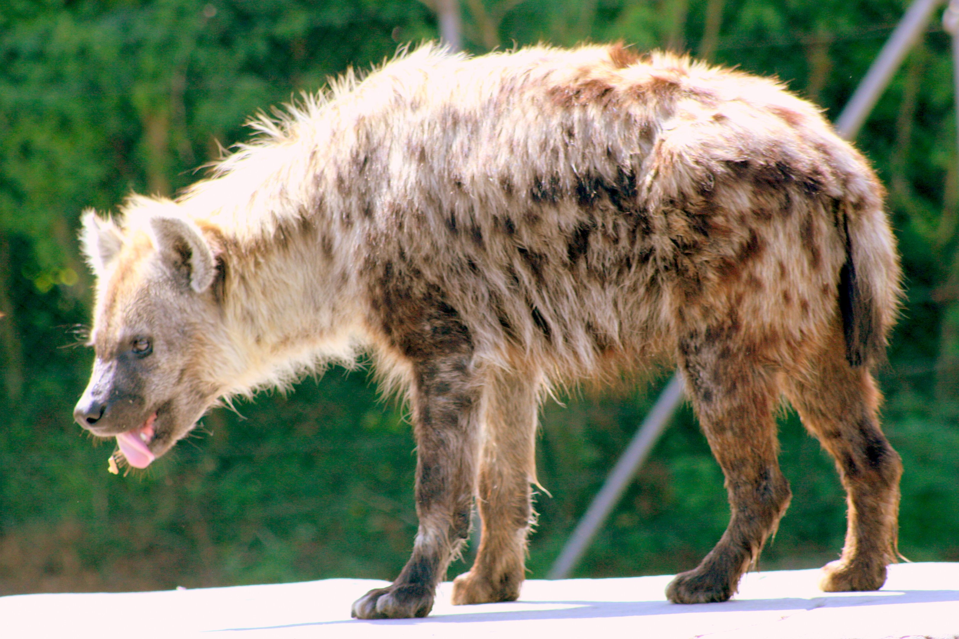 Spotted hyaena; Colchester; 8th July 2017