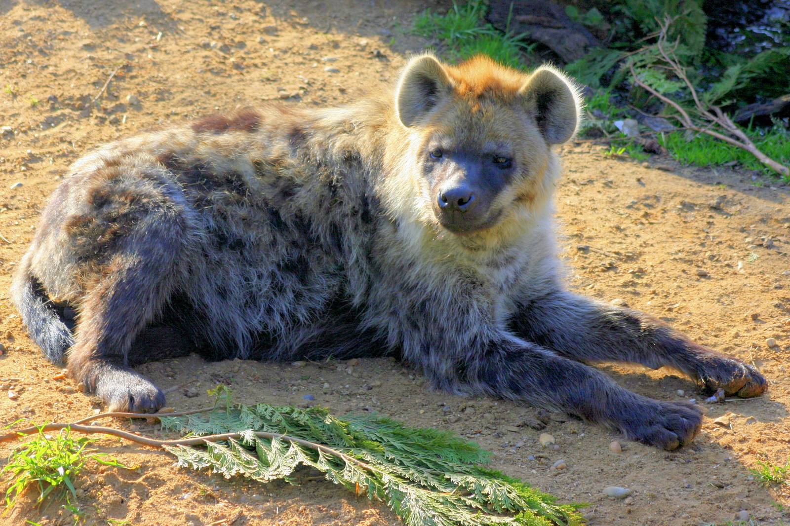 Spotted Hyaena; Colchester; 9th March 2014