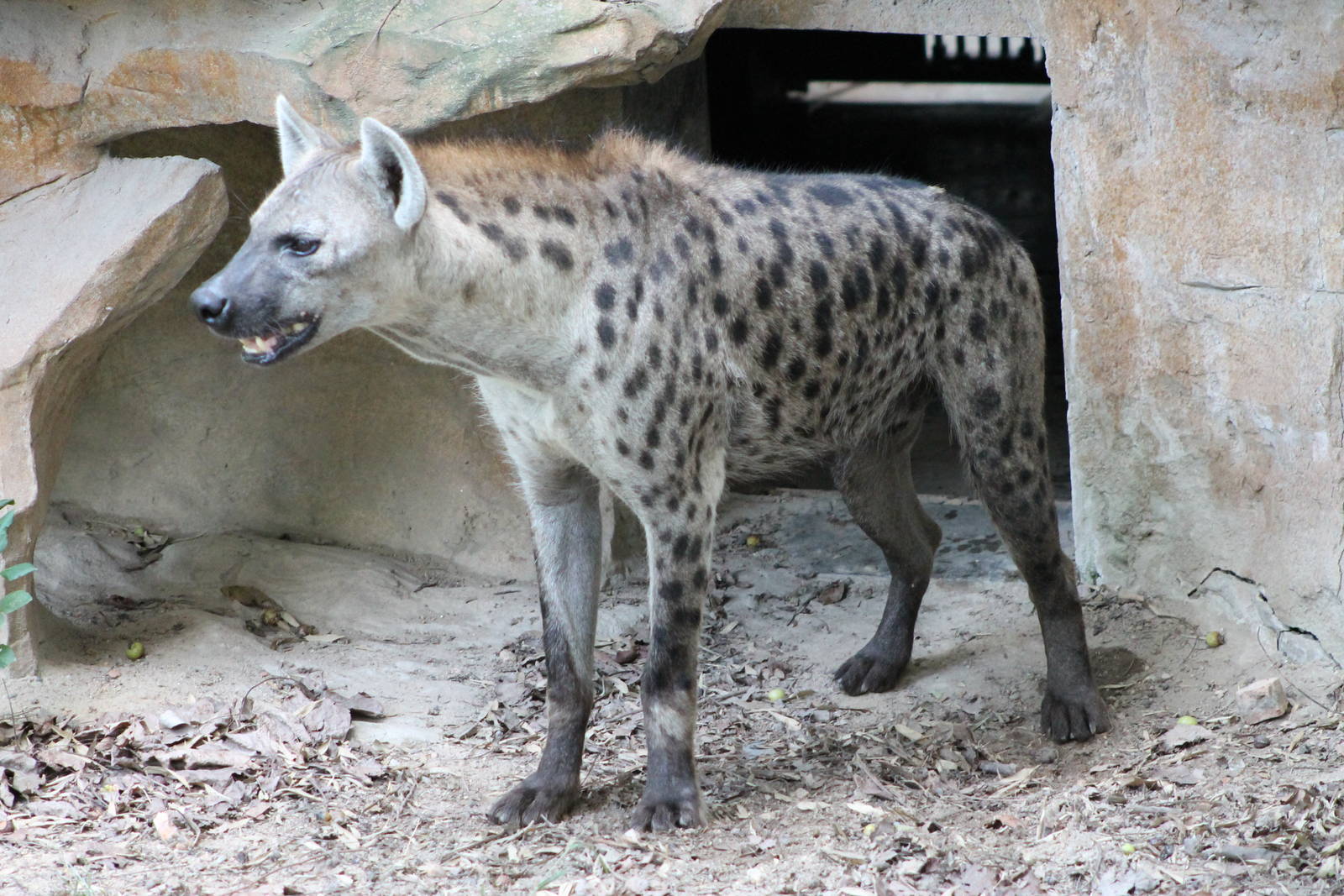 spotted hyaena (Crocuta crocuta)