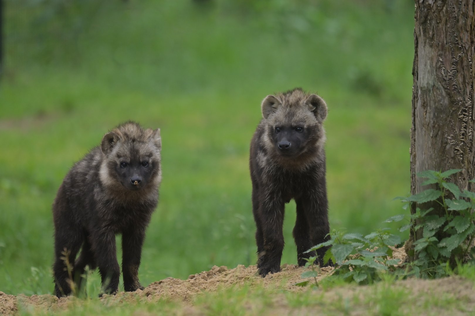 Spotted hyaena (Crocuta crocuta)