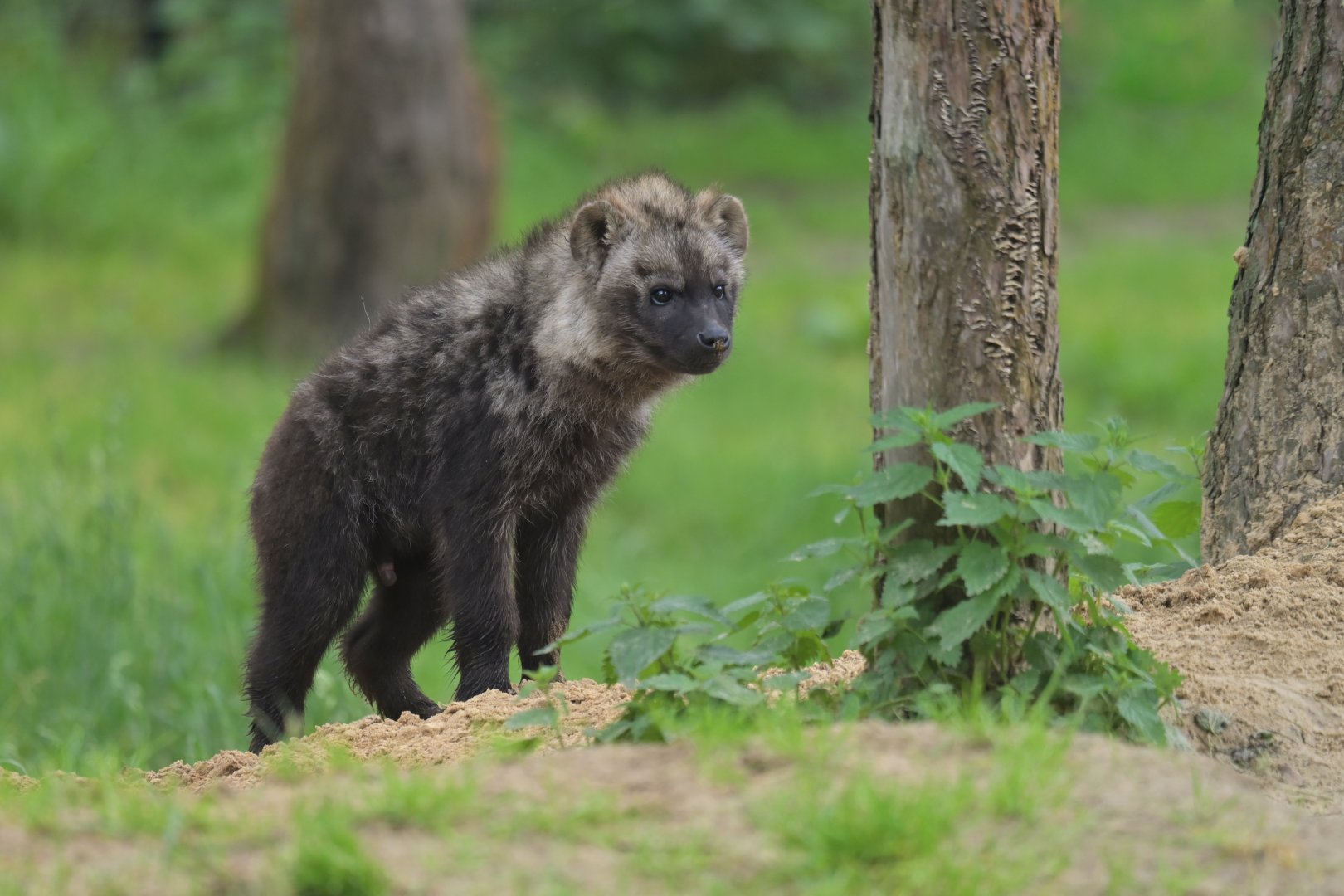 Spotted hyaena (Crocuta crocuta)