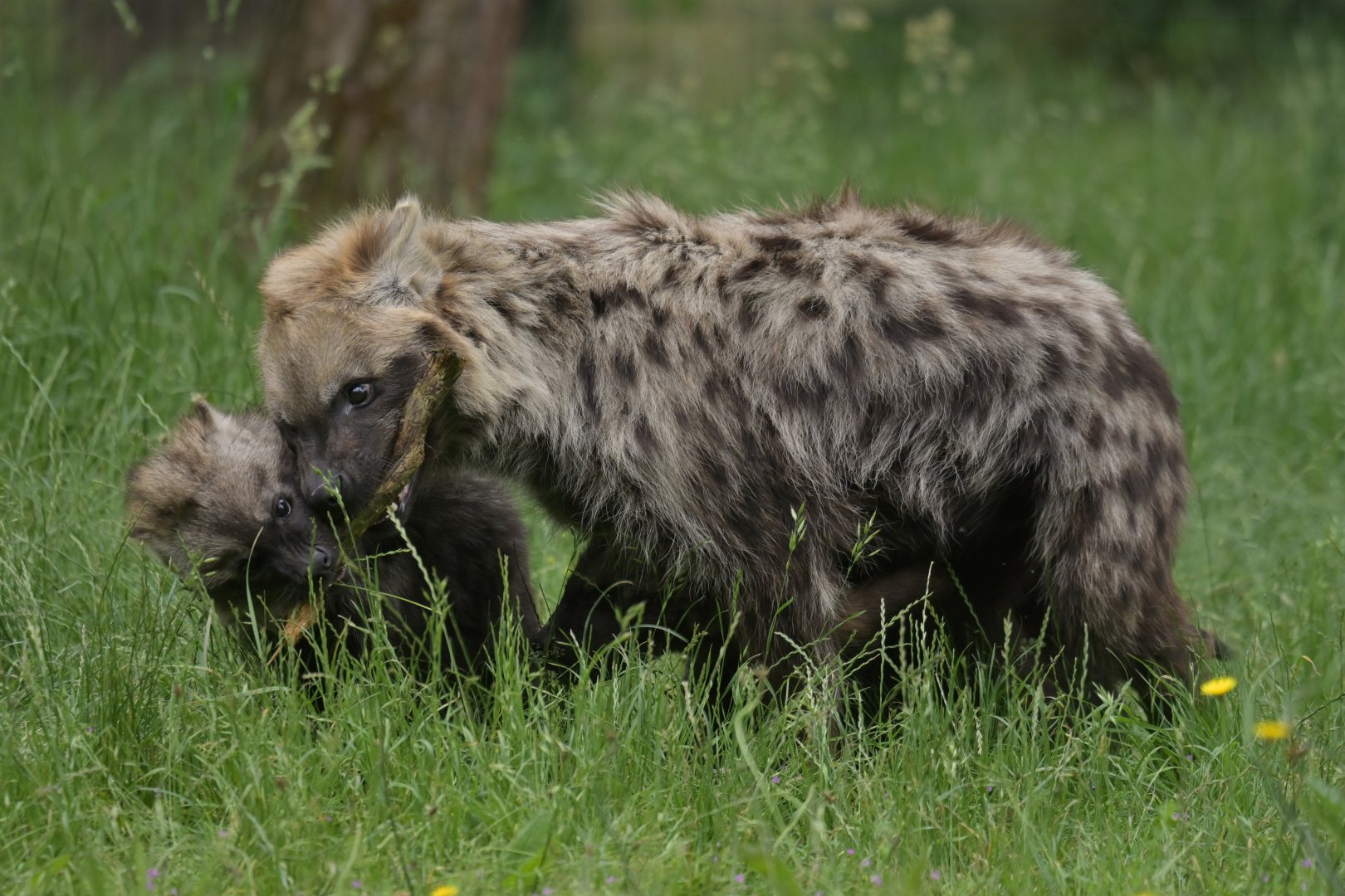 Spotted hyaena (Crocuta crocuta)