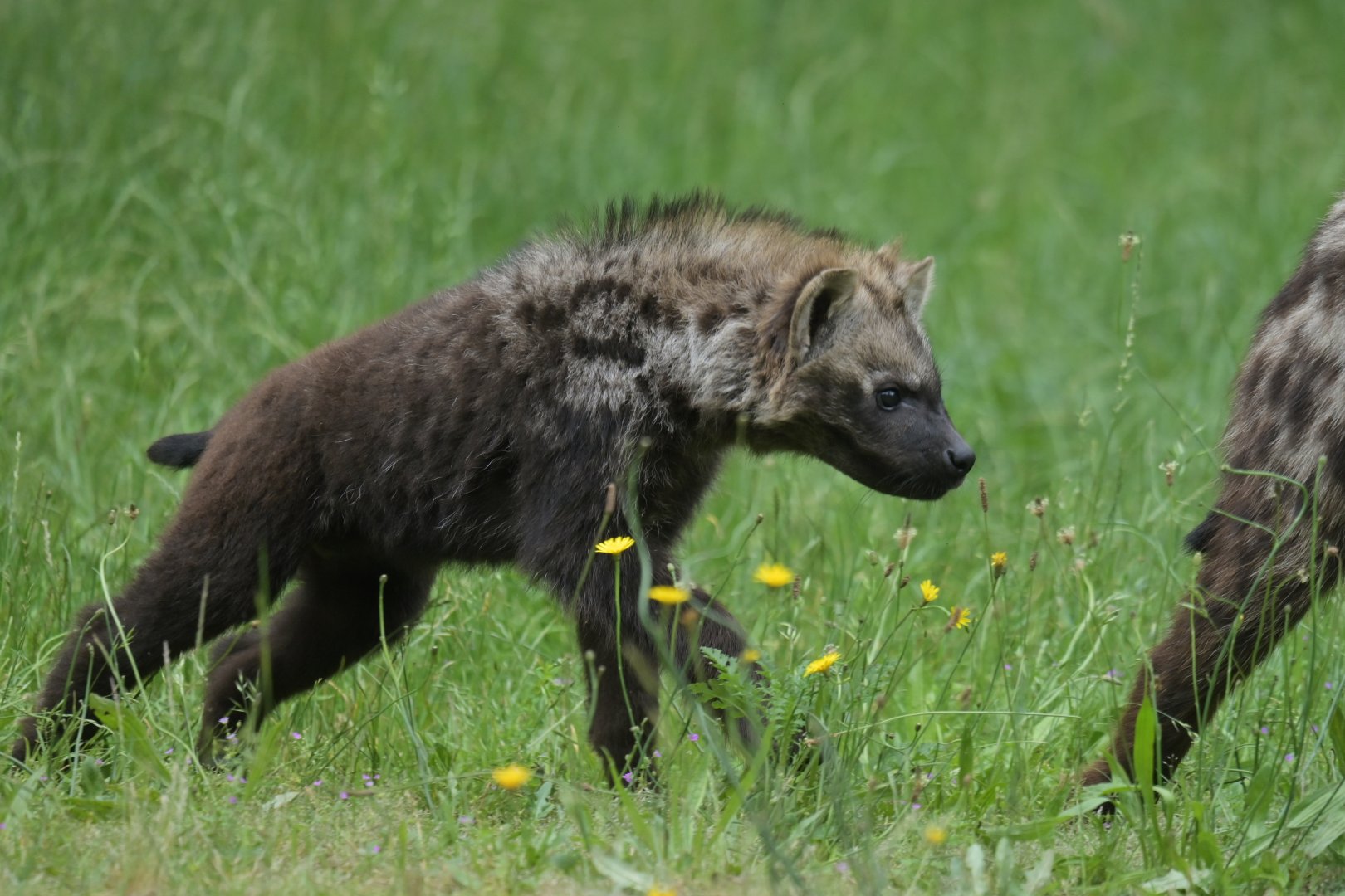 Spotted hyaena (Crocuta crocuta)