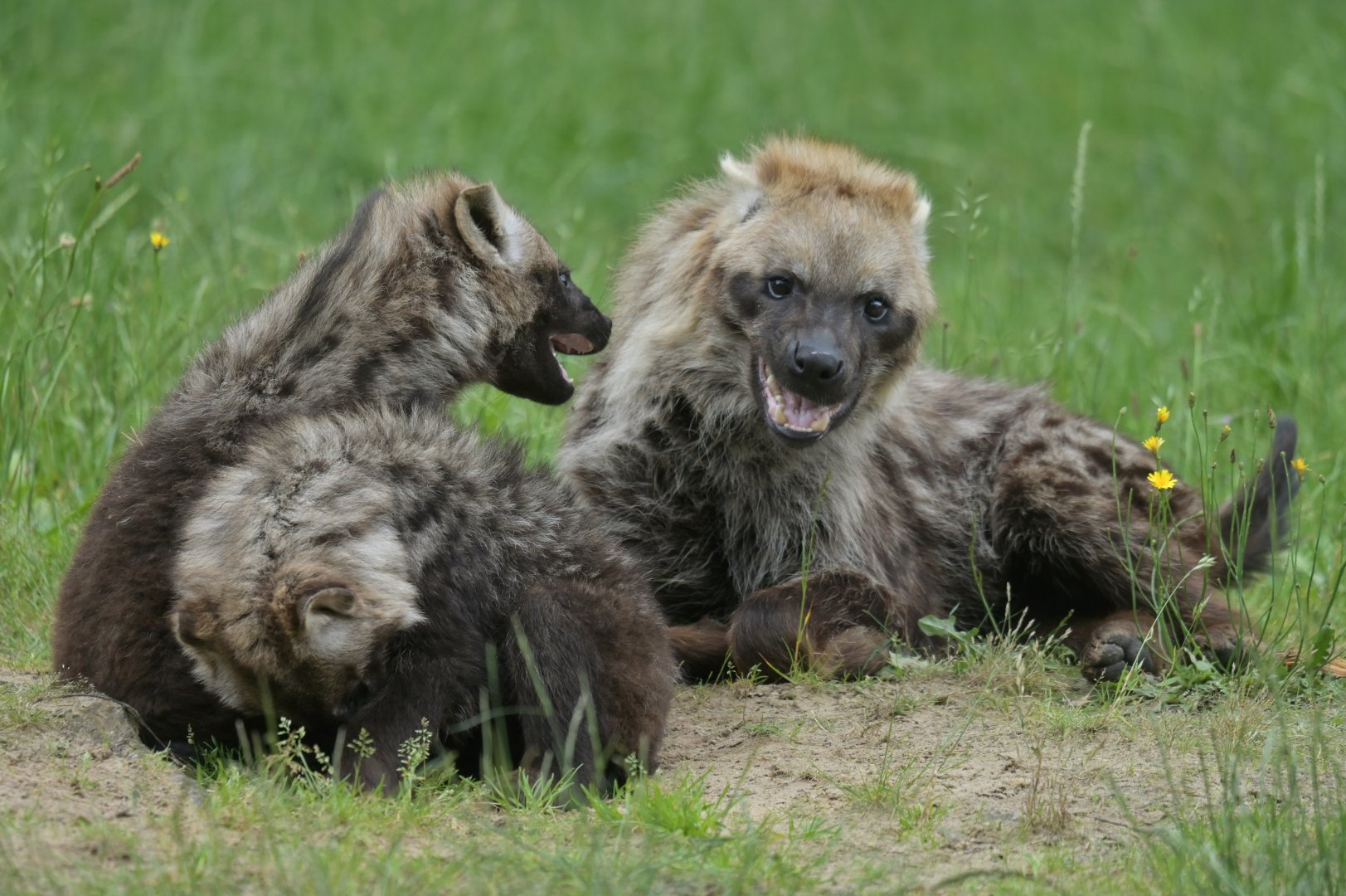 Spotted hyaena (Crocuta crocuta)
