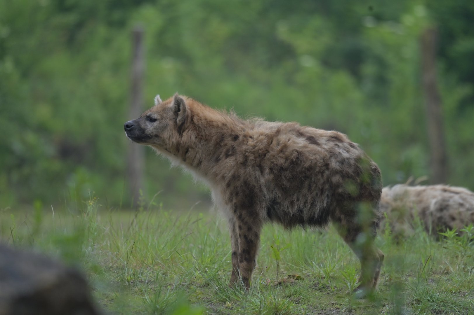Spotted hyaena (Crocuta crocuta)