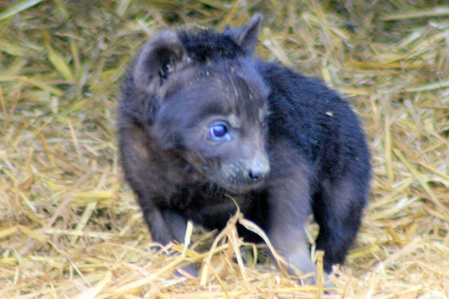 Spotted hyaena cub; Colchester; 15th July 2012