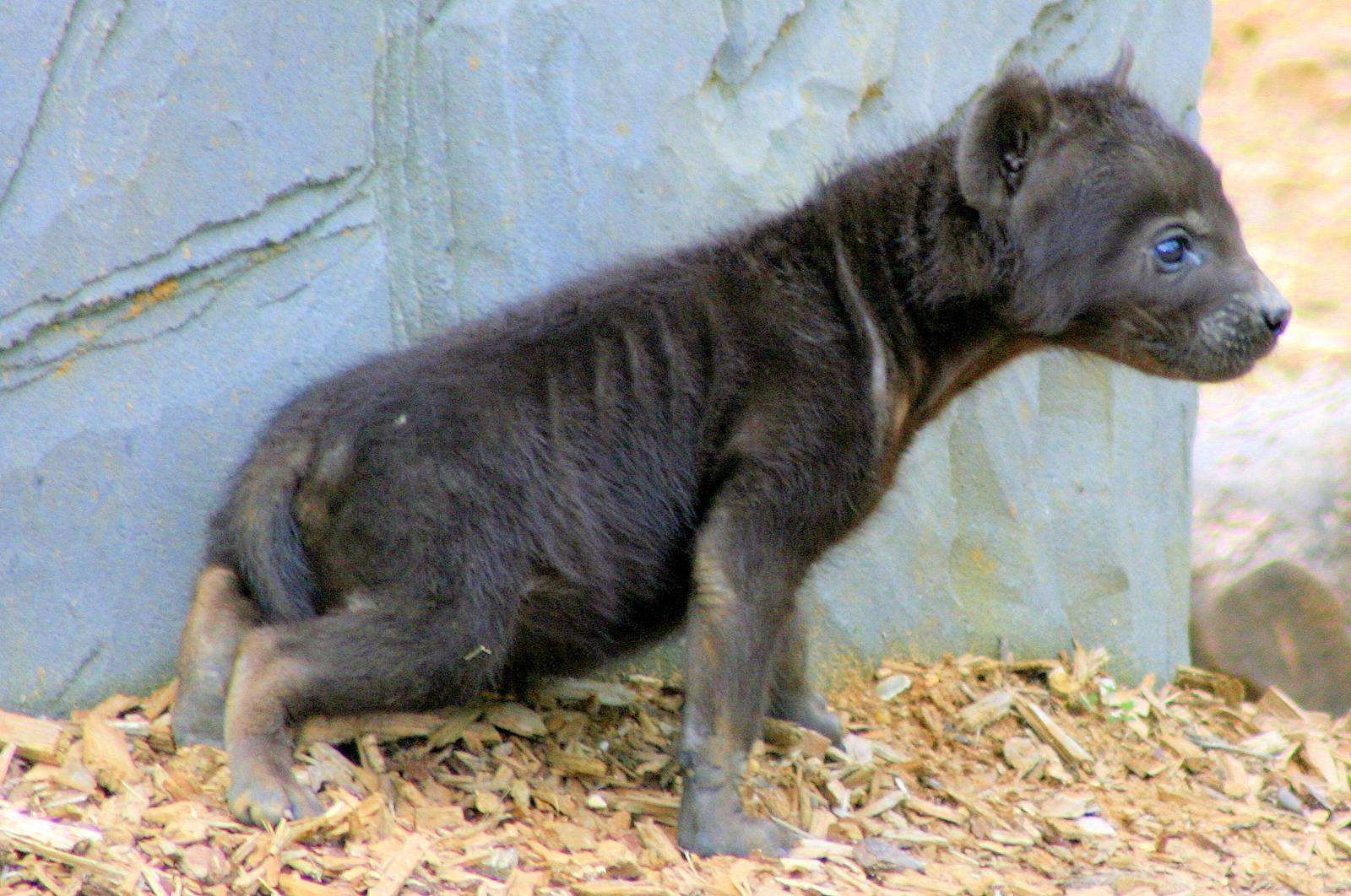 Spotted hyaena cub; Colchester; 15th July 2012