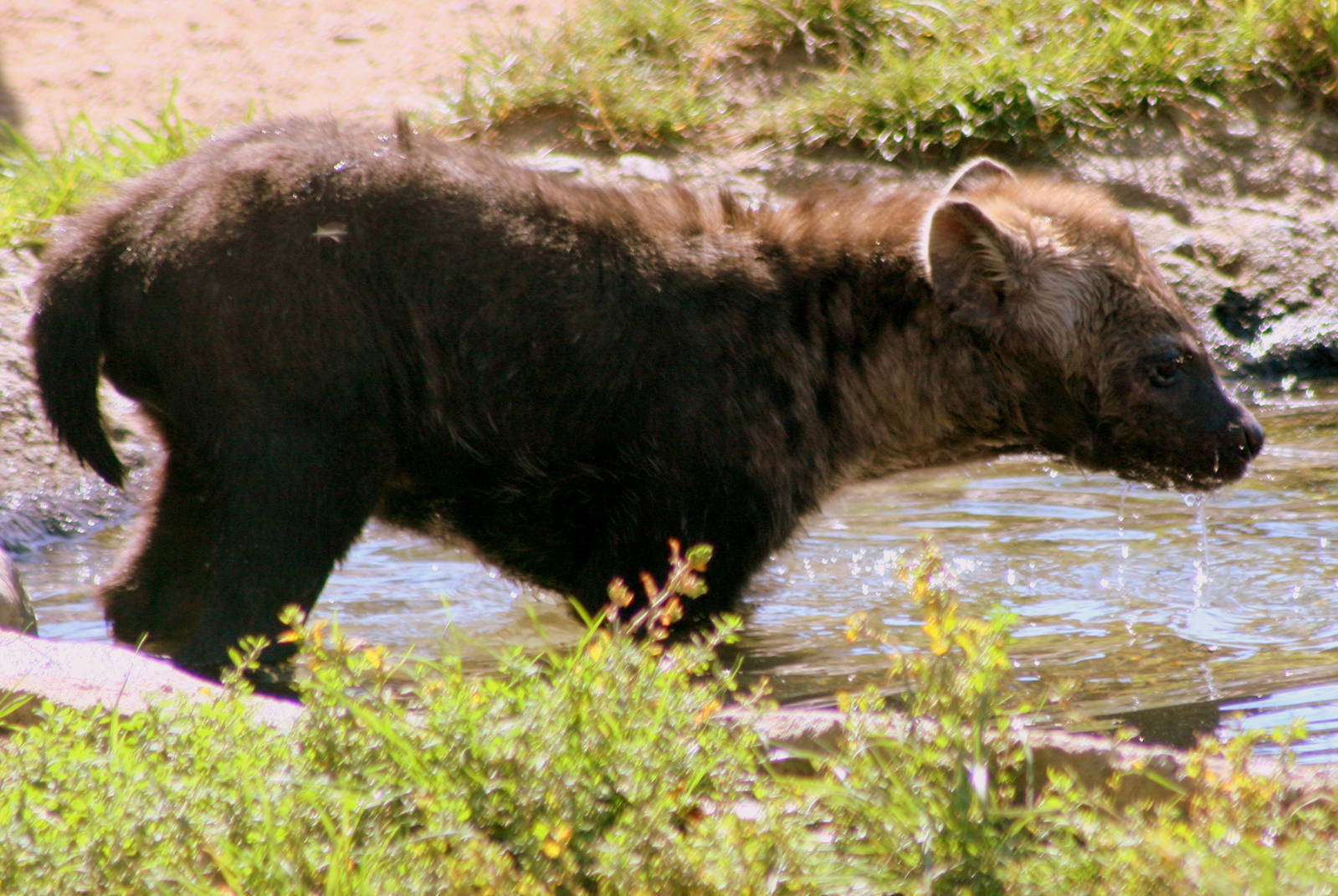 Spotted hyaena cub; Leipzig; 3rd September 2011