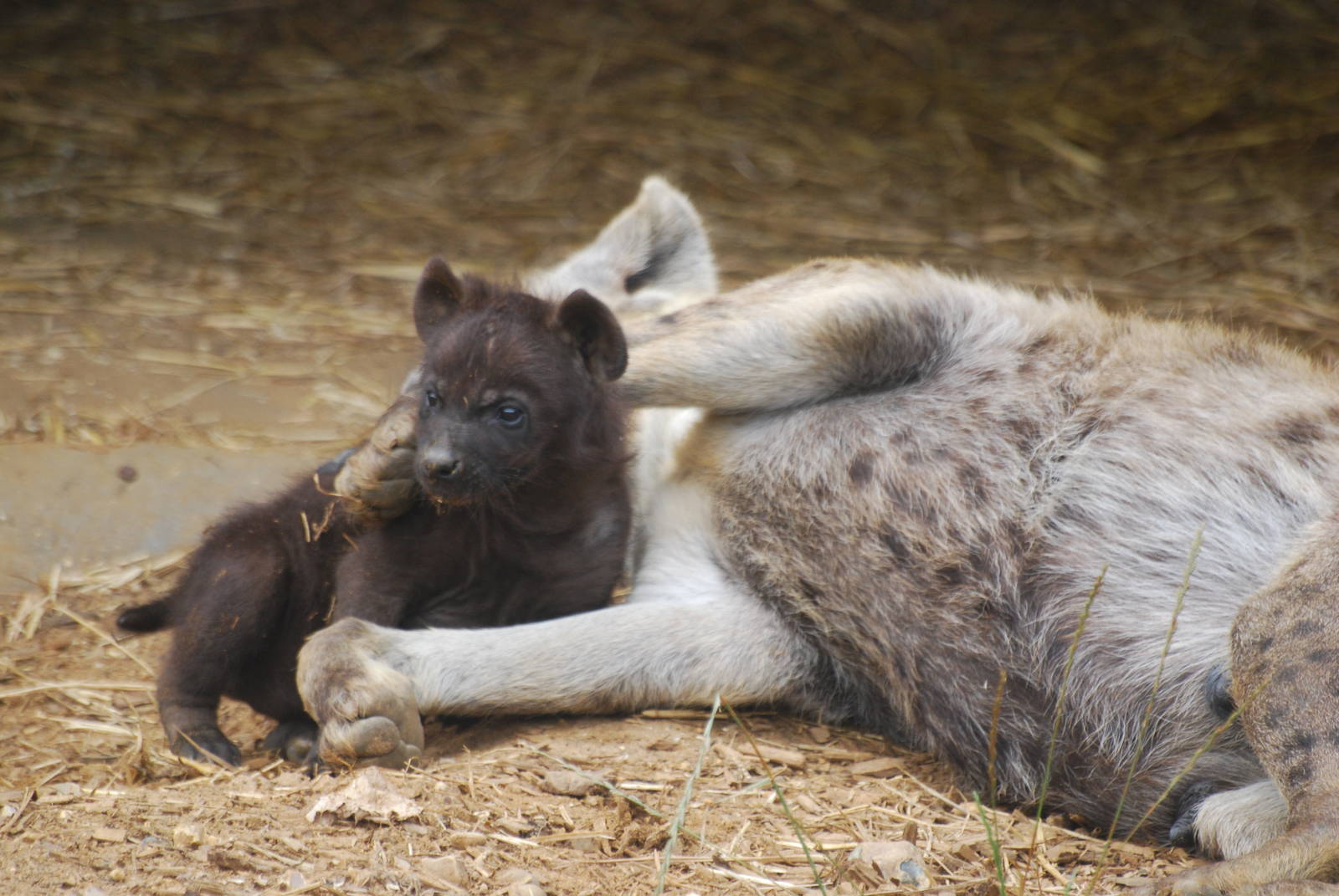 Spotted hyaena cub