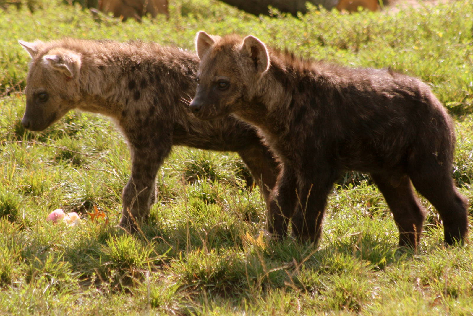 Spotted hyaena cubs; Leipzig; 2nd September 2011