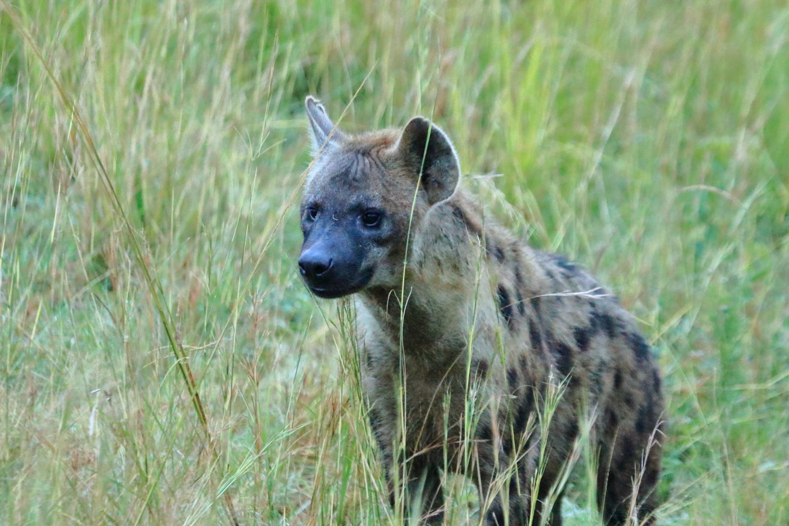 Spotted hyaena (December 2019)