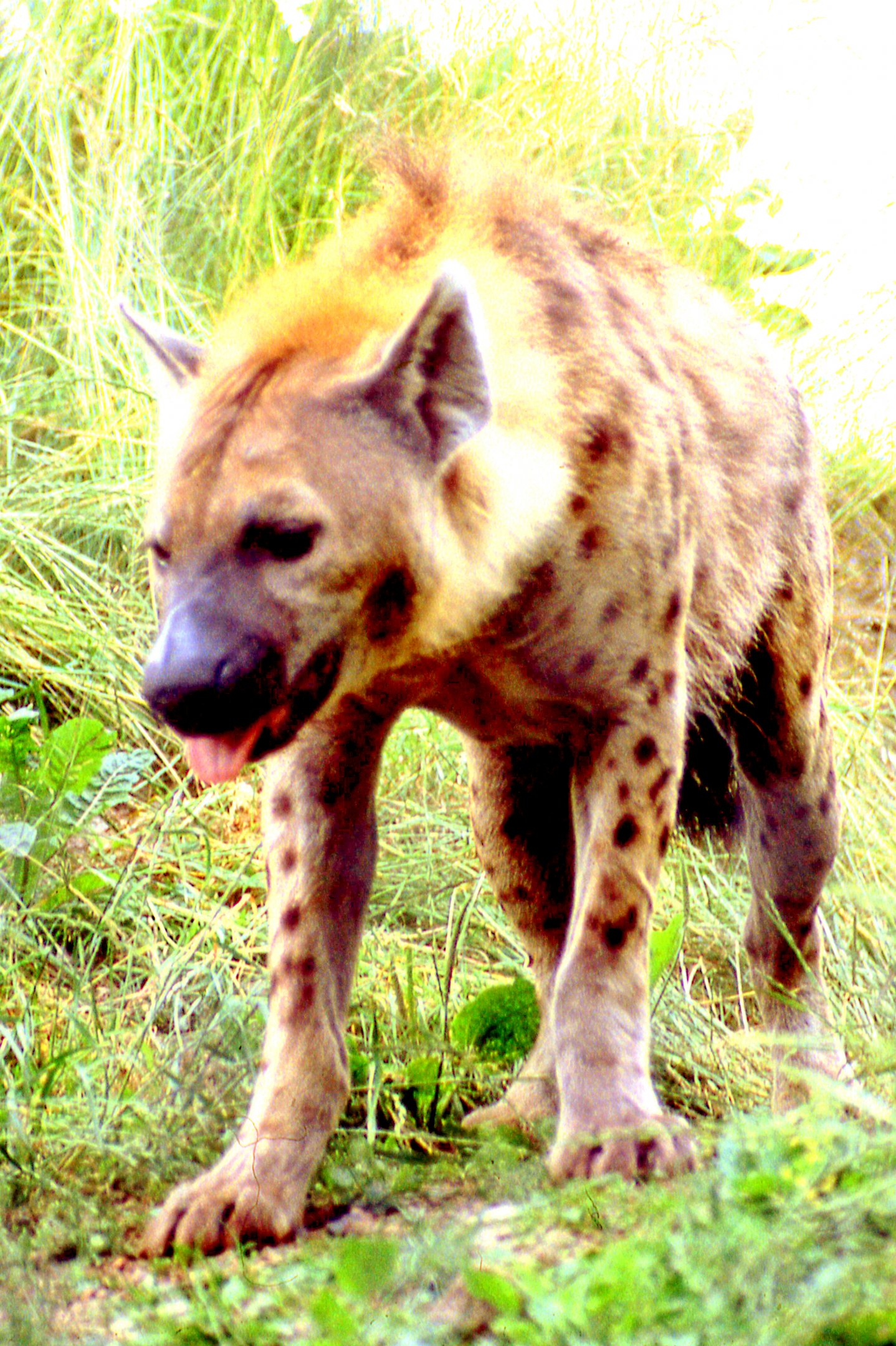 Spotted hyaena; Dudley; 18th July 1983