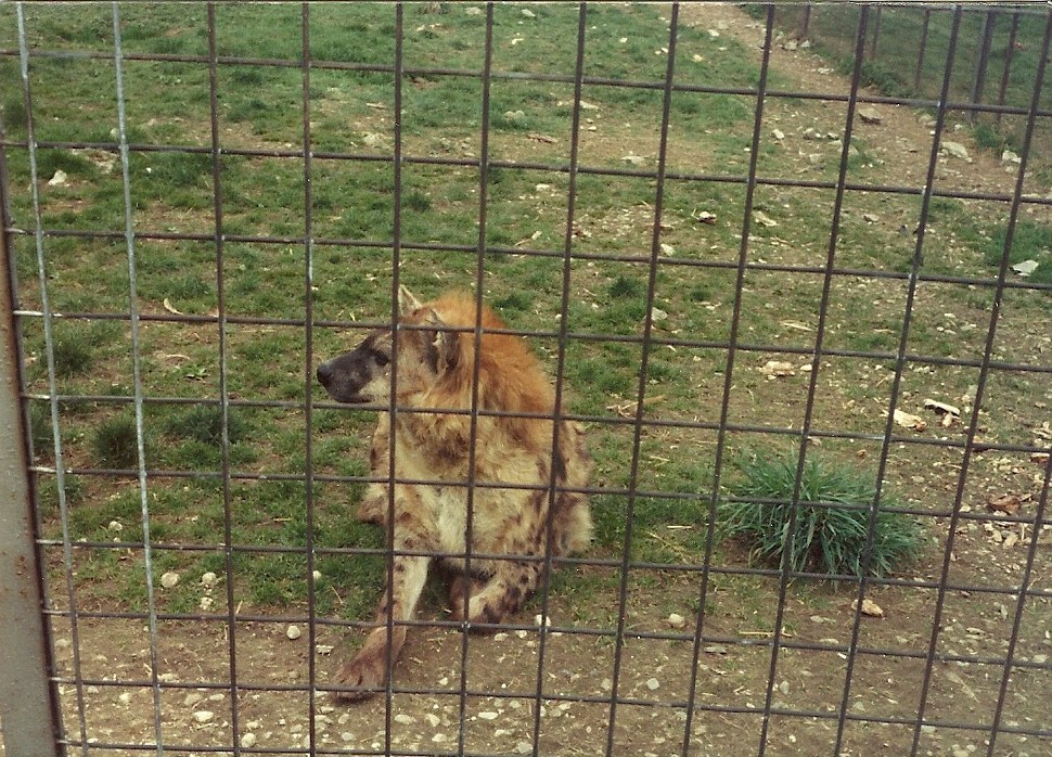 Spotted Hyaena early 1980s
