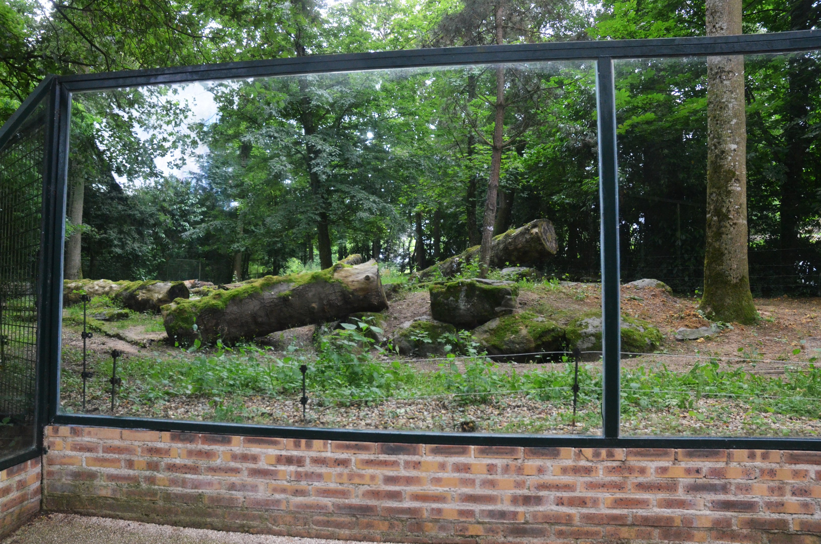 Spotted Hyaena Enclosure at Beauval, 12/06/18