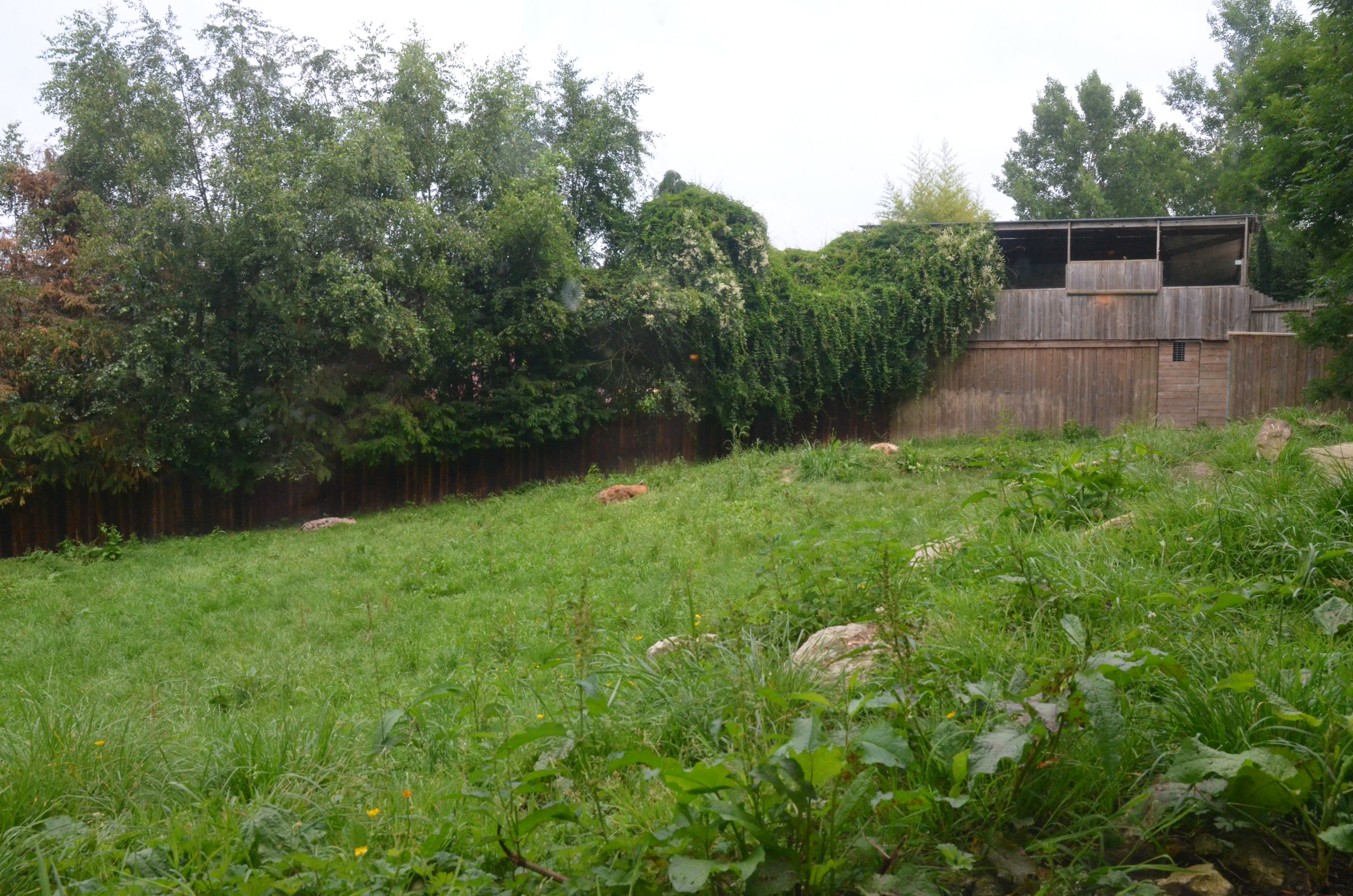 Spotted Hyaena Enclosure at CERZA, 10/06/18