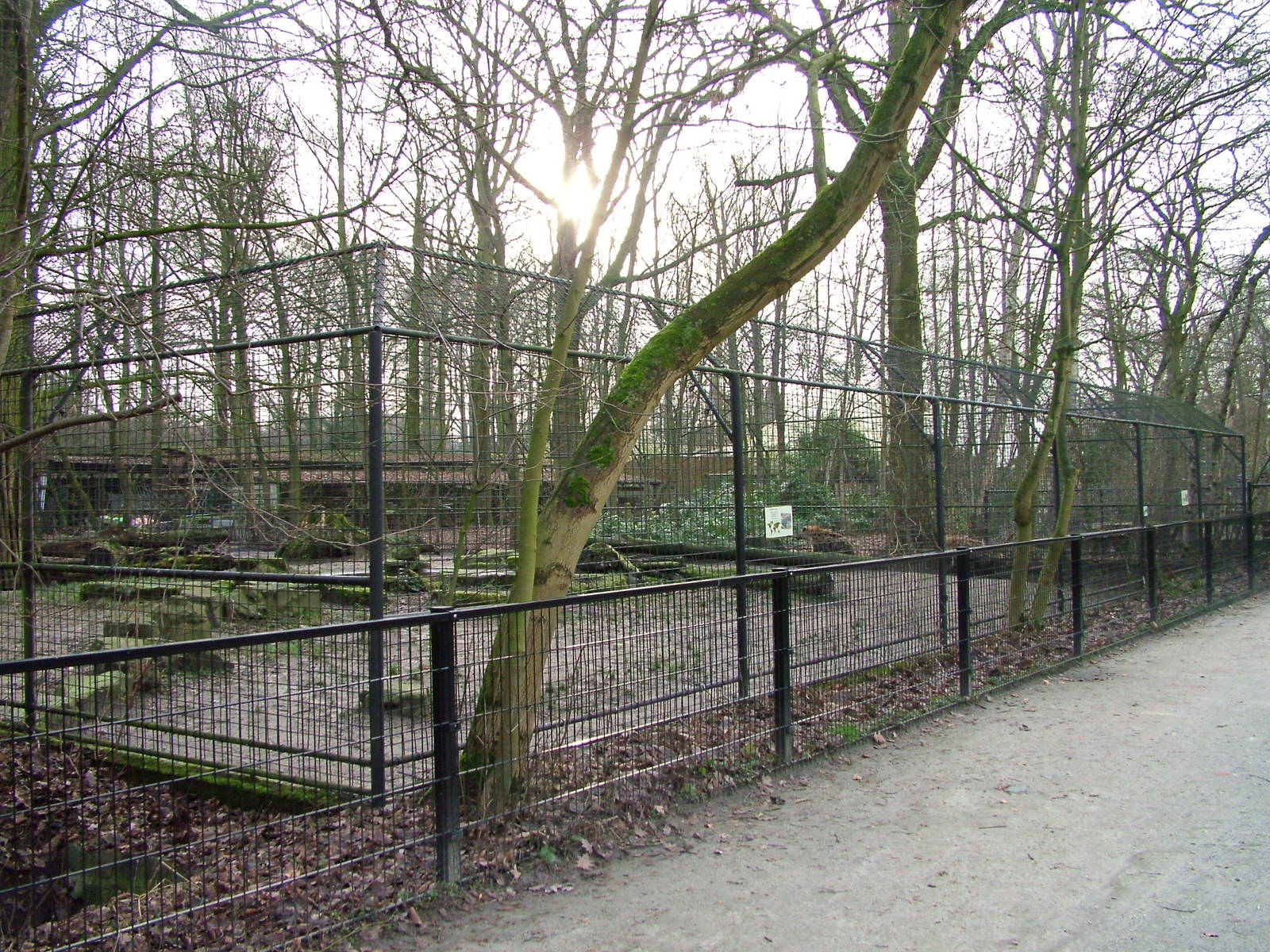 Spotted Hyaena enclosure at Planckendael Jan 09