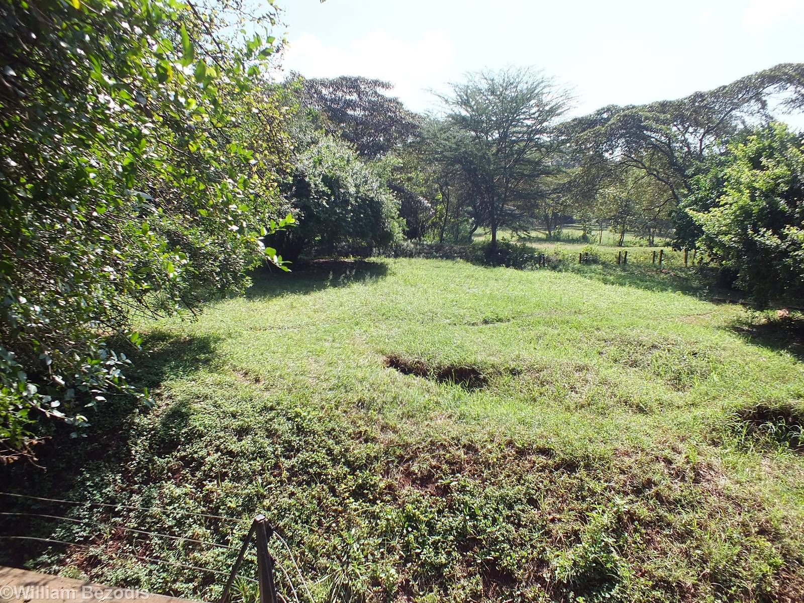 Spotted Hyaena Enclosure - Nairobi Safari Walk