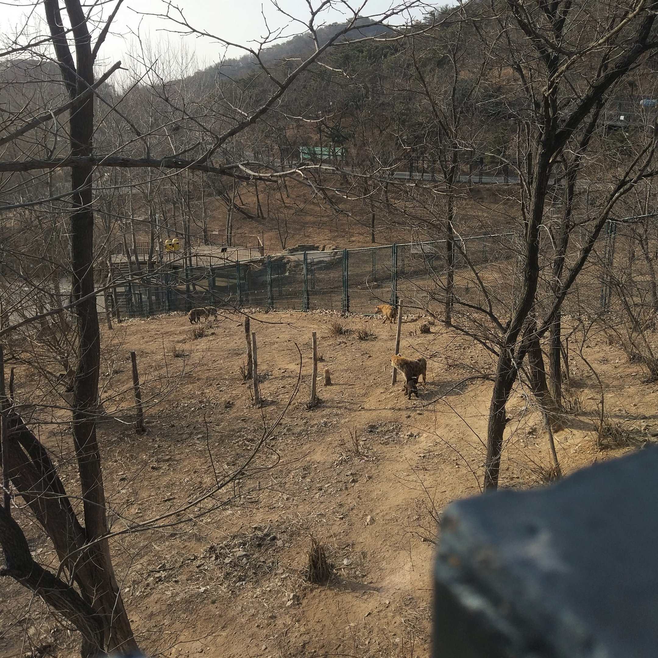 Spotted Hyaena Exhibit One