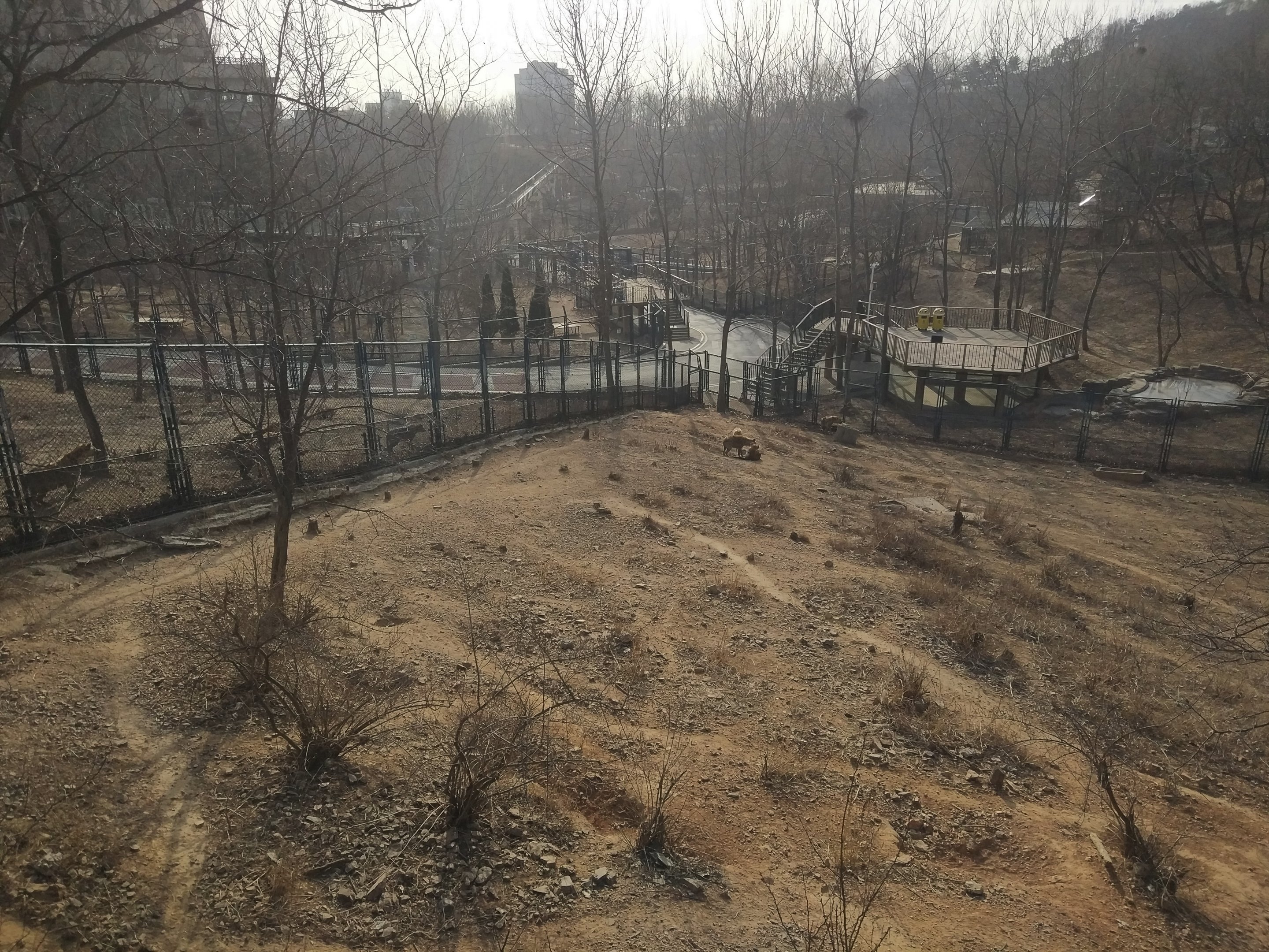 Spotted Hyaena Exhibit Two