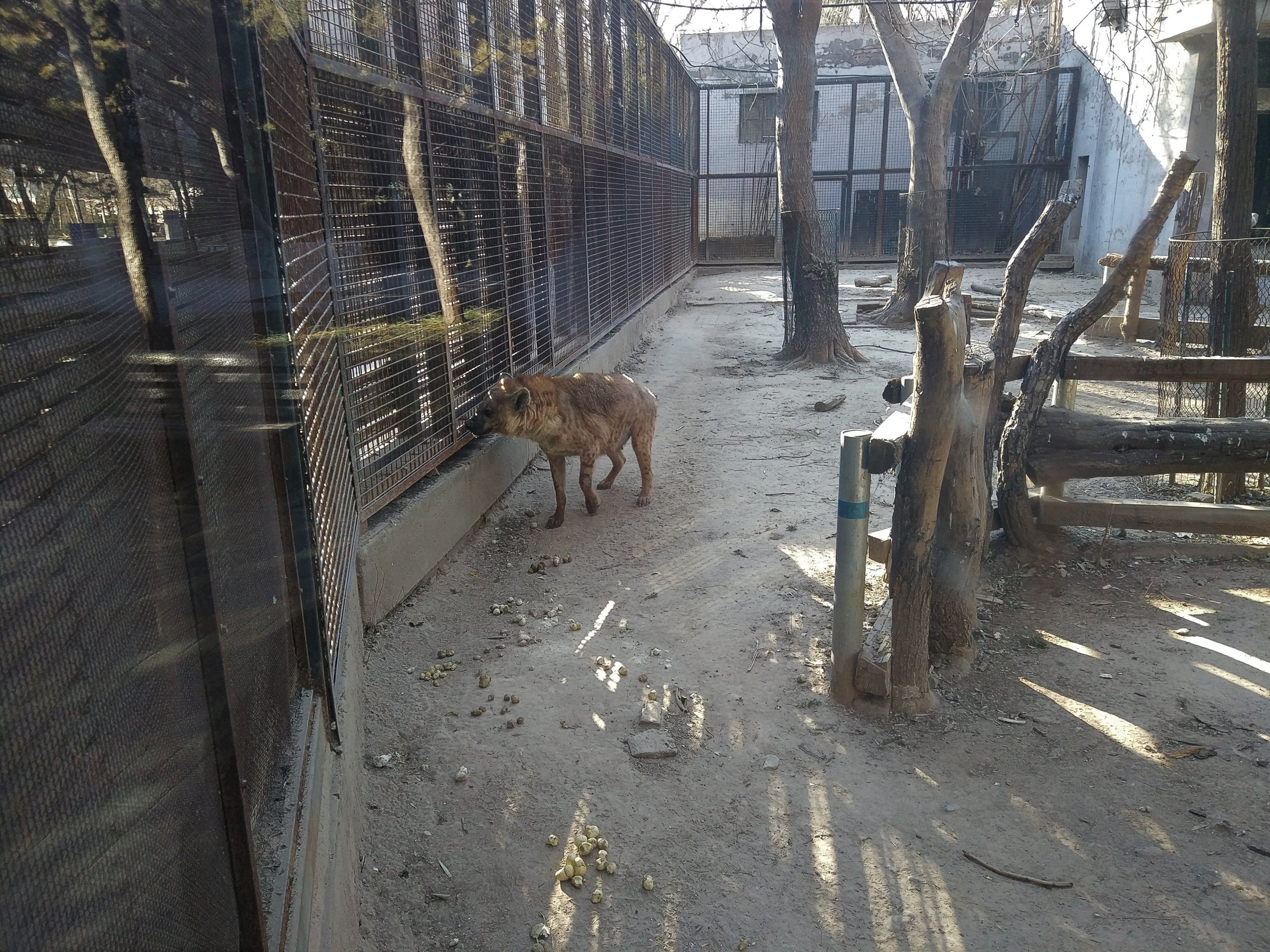 Spotted Hyaena Exhibit