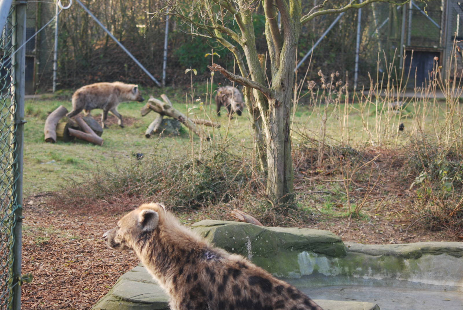Spotted hyaena family, 18/12/2012