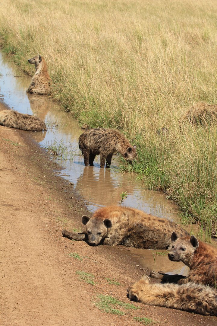 Spotted Hyaena family - Masai Mara (September 2018)