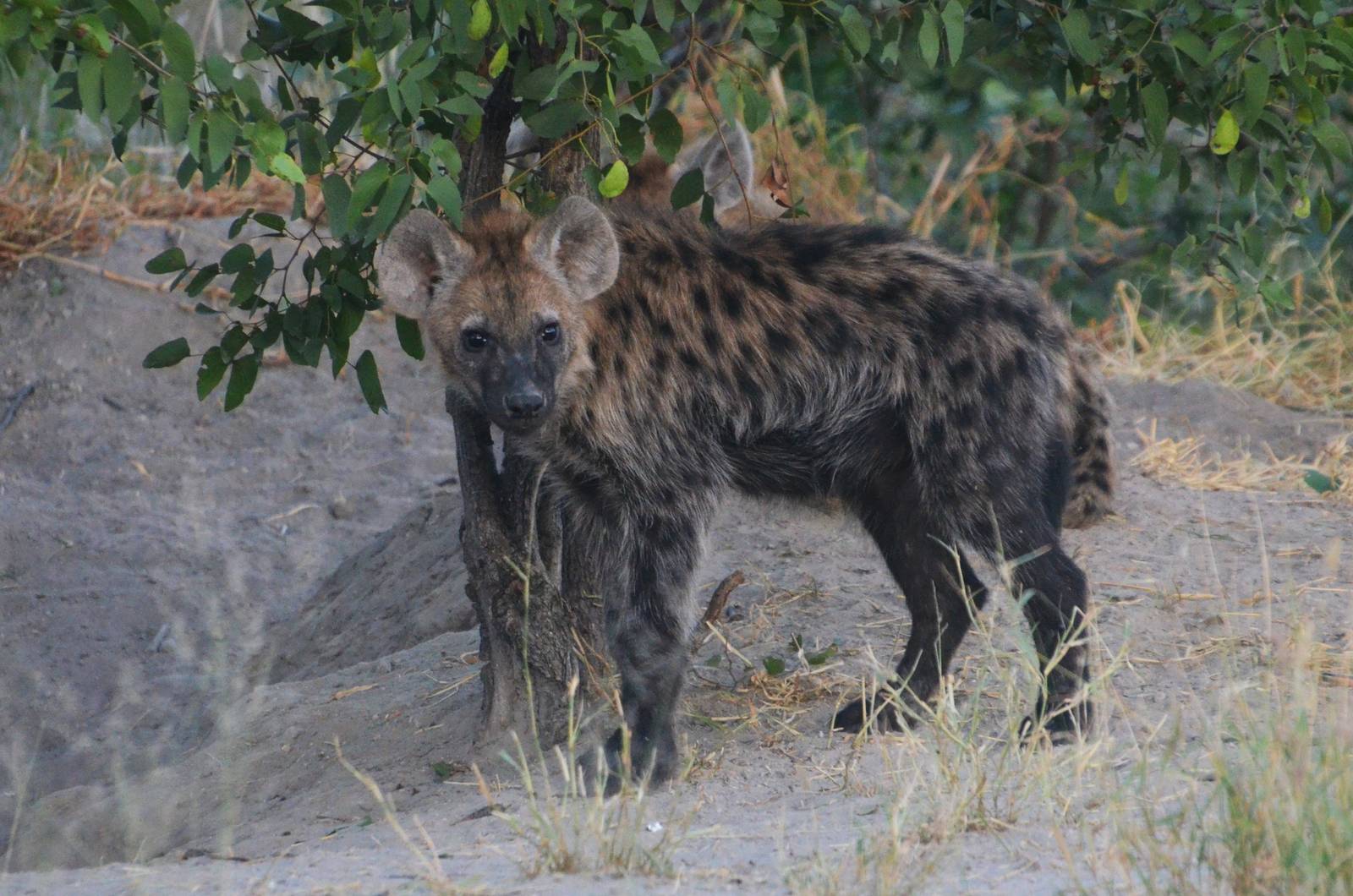 Spotted Hyaena, Khwai Community Area, Botswana, 25/04/16