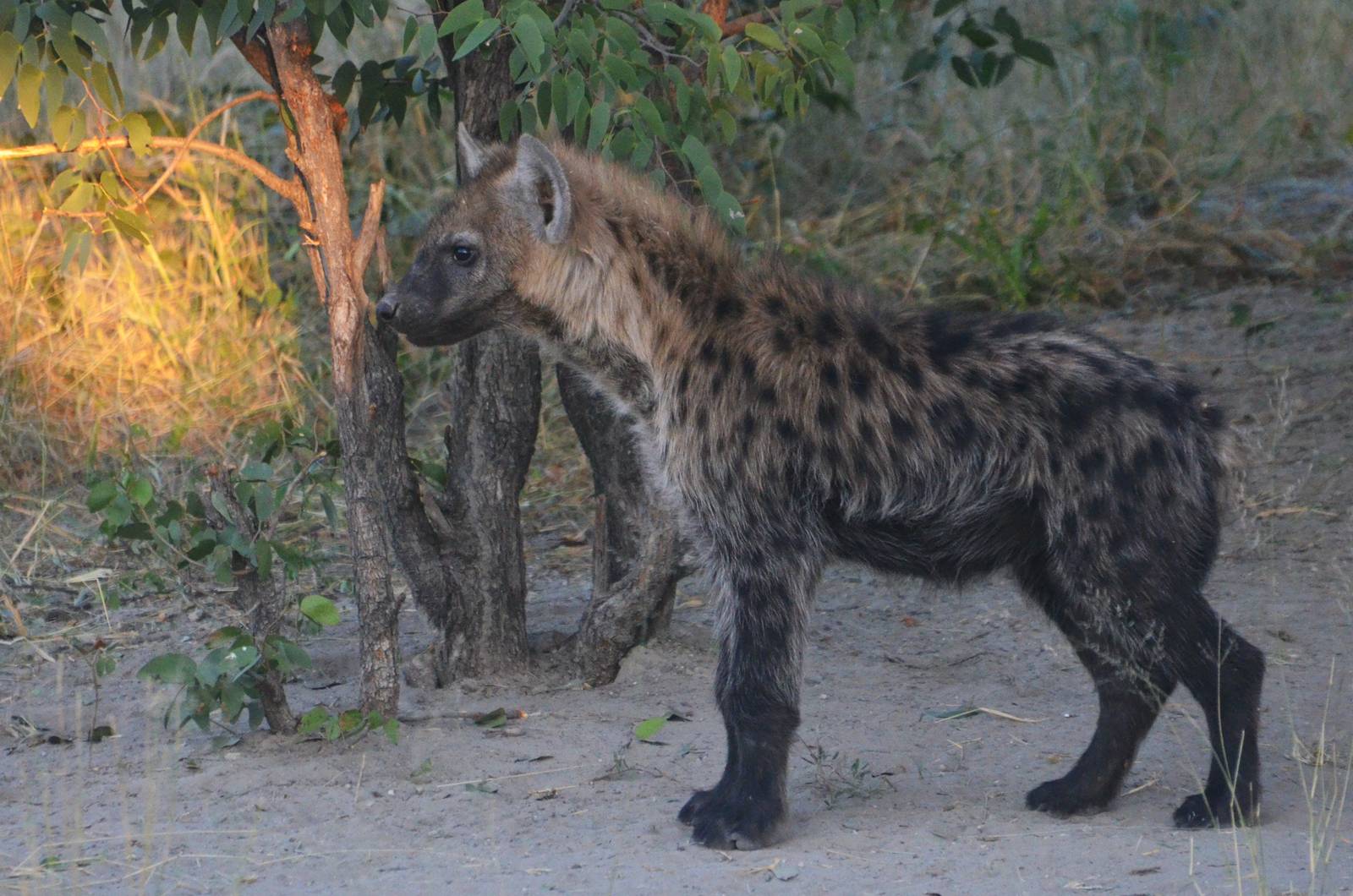 Spotted Hyaena, Khwai Community Area, Botswana, 25/04/16