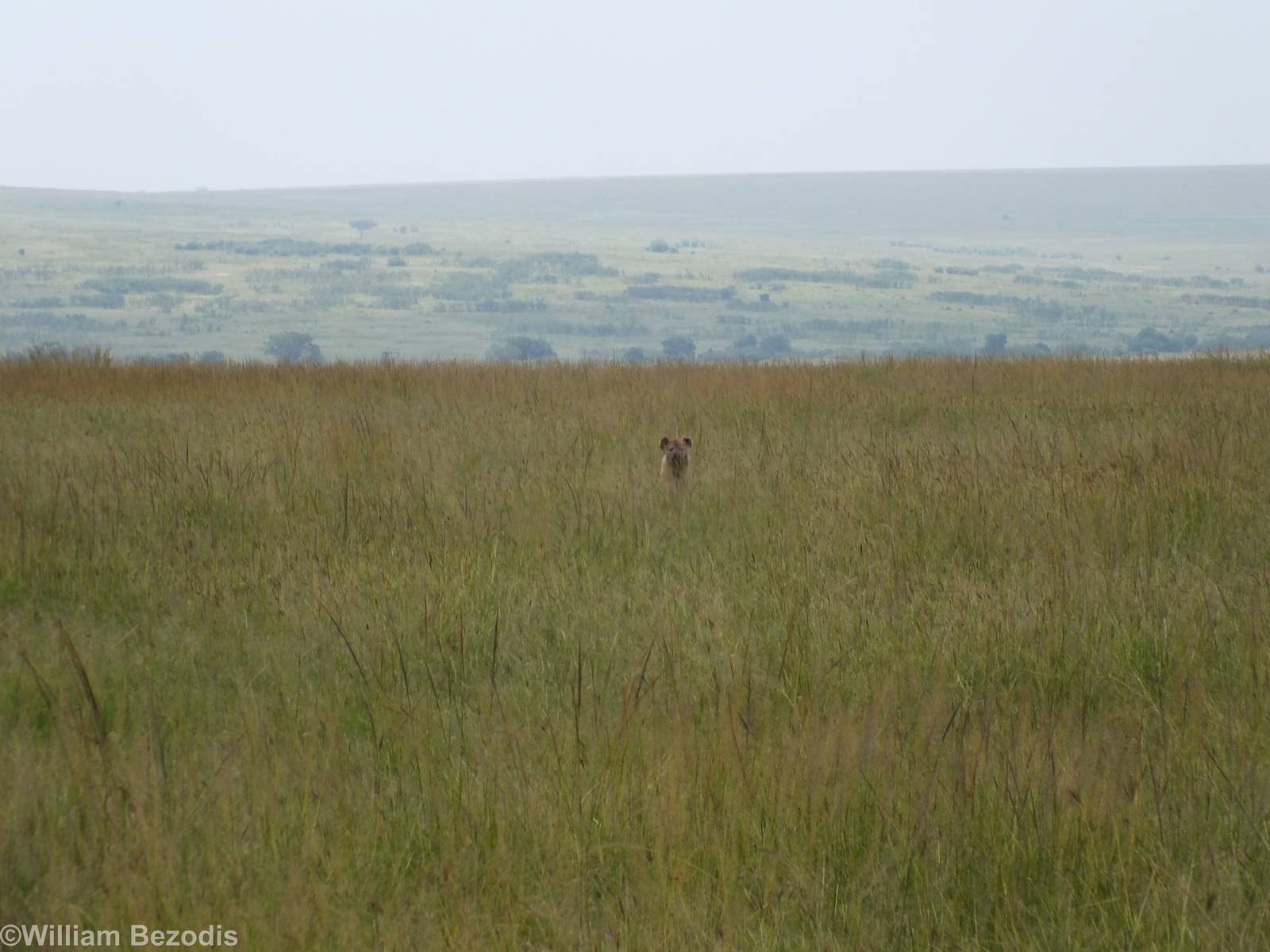 Spotted Hyaena - Maasai Mara