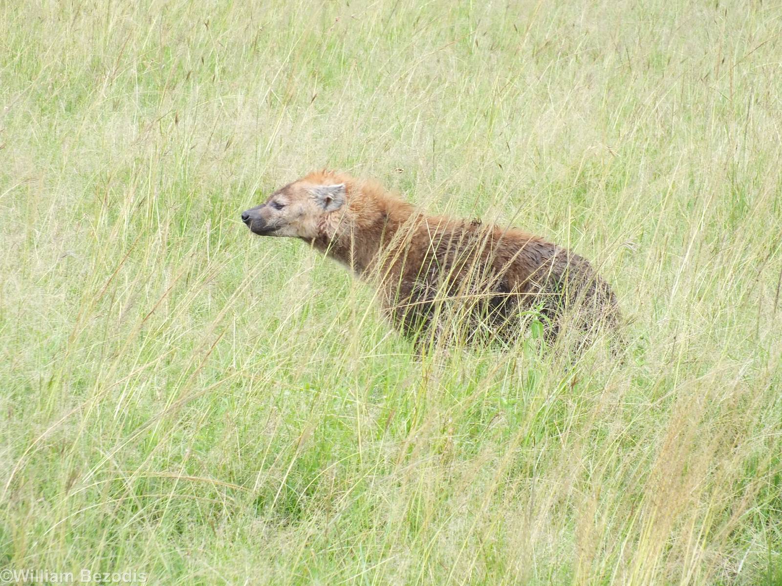 Spotted Hyaena - Maasai Mara