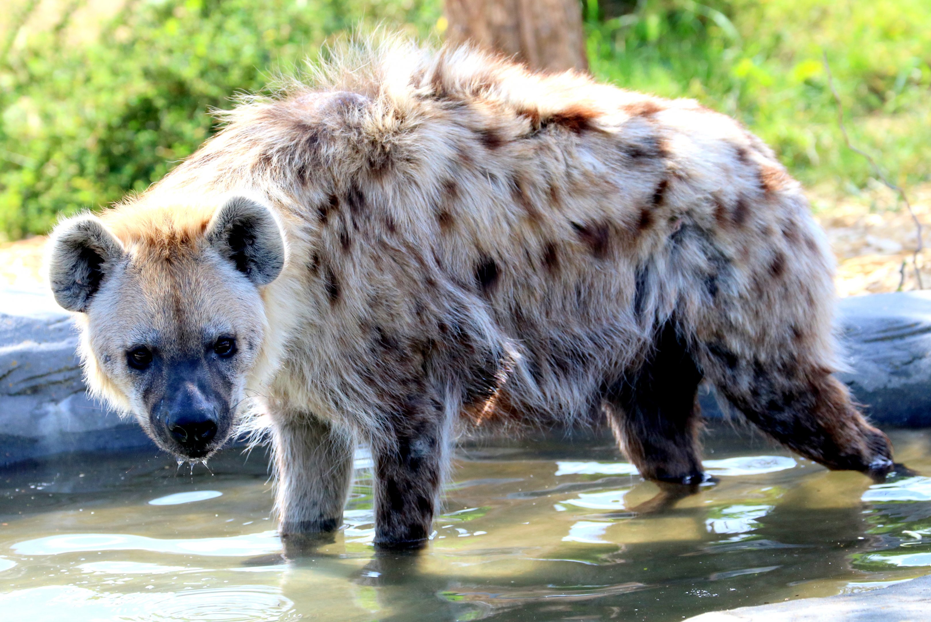 Spotted hyaena paddling; Colchester; 16th June 2018
