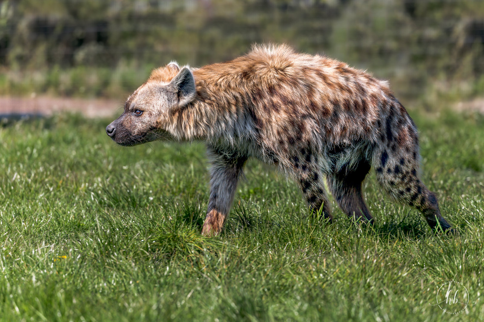 Spotted Hyaena (Wicked - male) / Wolds Wildlife Park / 18-4-23