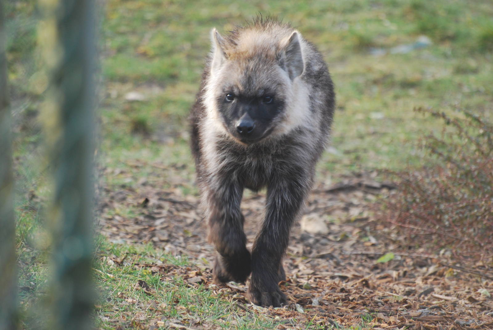 Spotted hyaena young, 18/12/2012