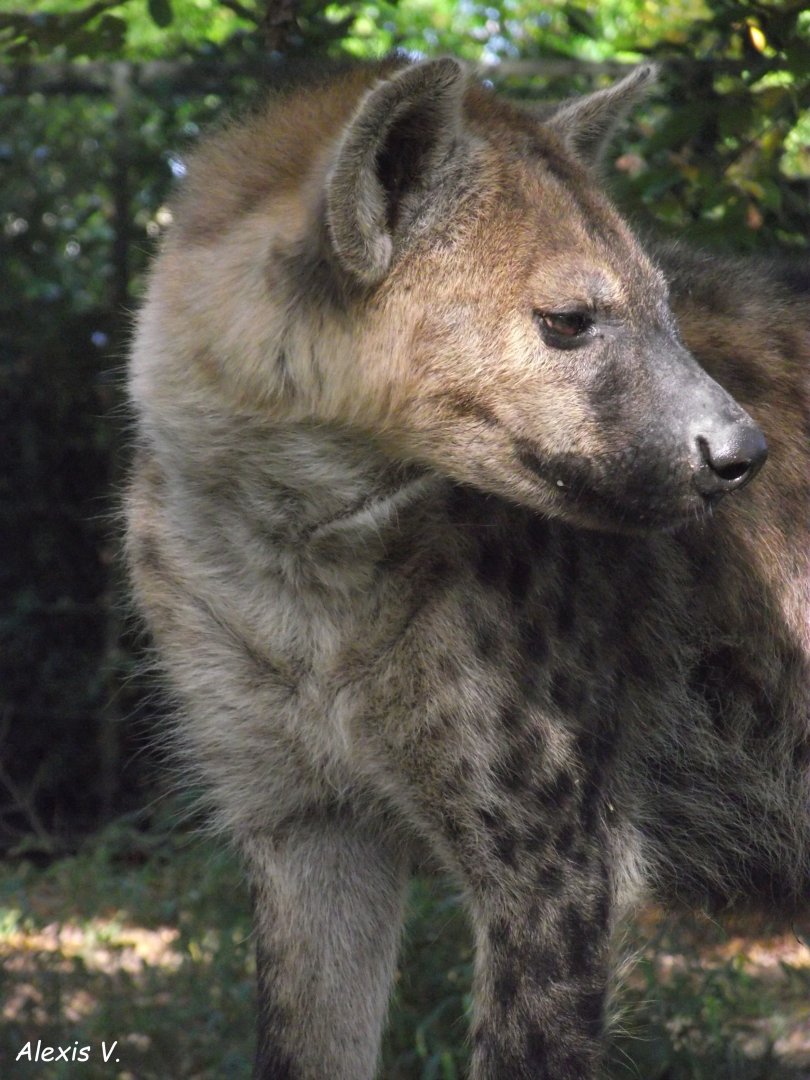 Spotted Hyaena - Zooparc de Beauval - 10/2020