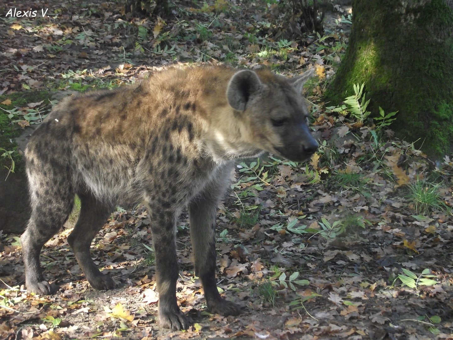 Spotted Hyaena - Zooparc de Beauval - 10/2020