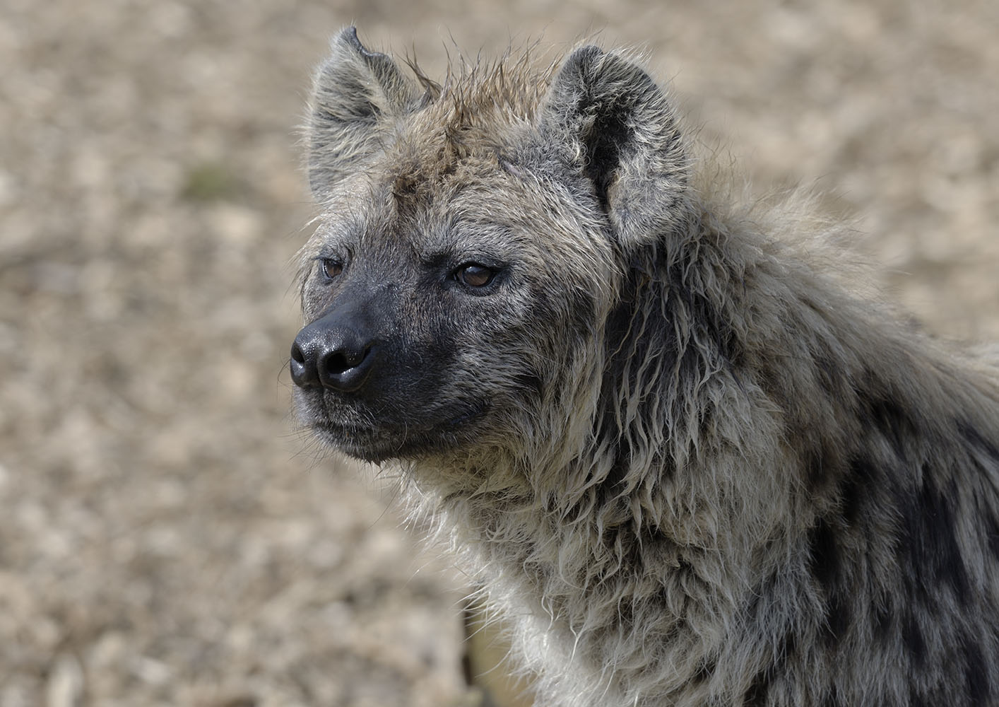 Spotted hyaena