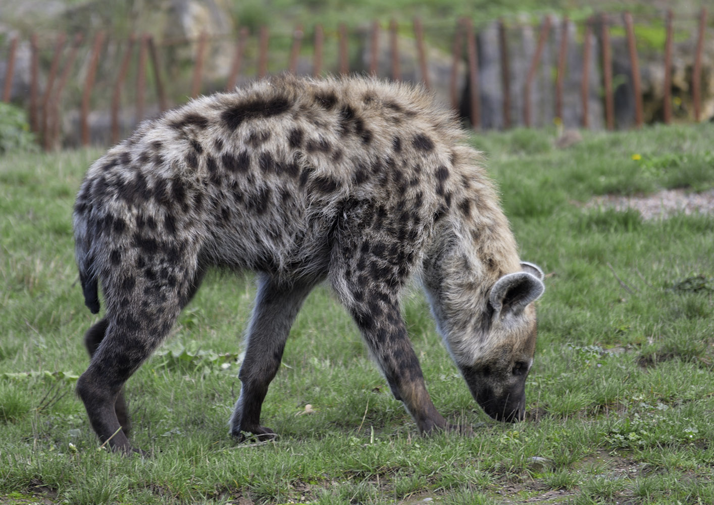 Spotted hyaena