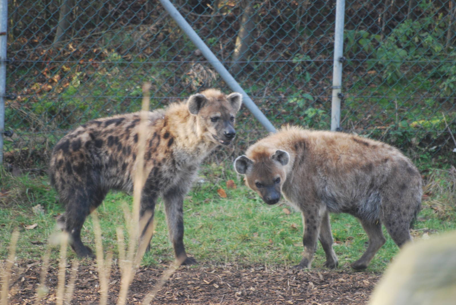 Spotted hyaenas, 18/12/2012