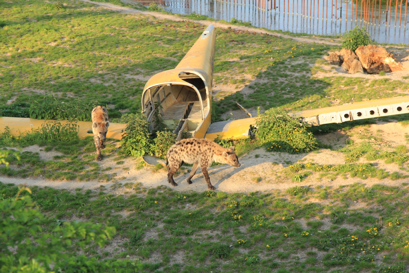Spotted Hyaenas (April 2019)