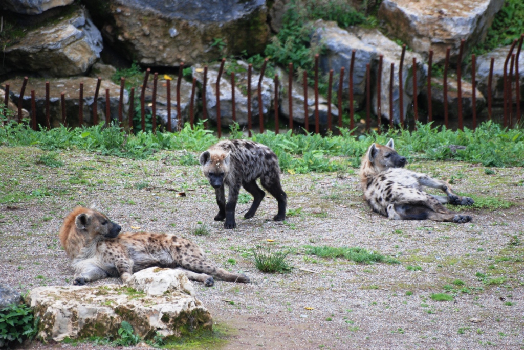 Spotted Hyaenas at Pairi Daiza, 31/08/14