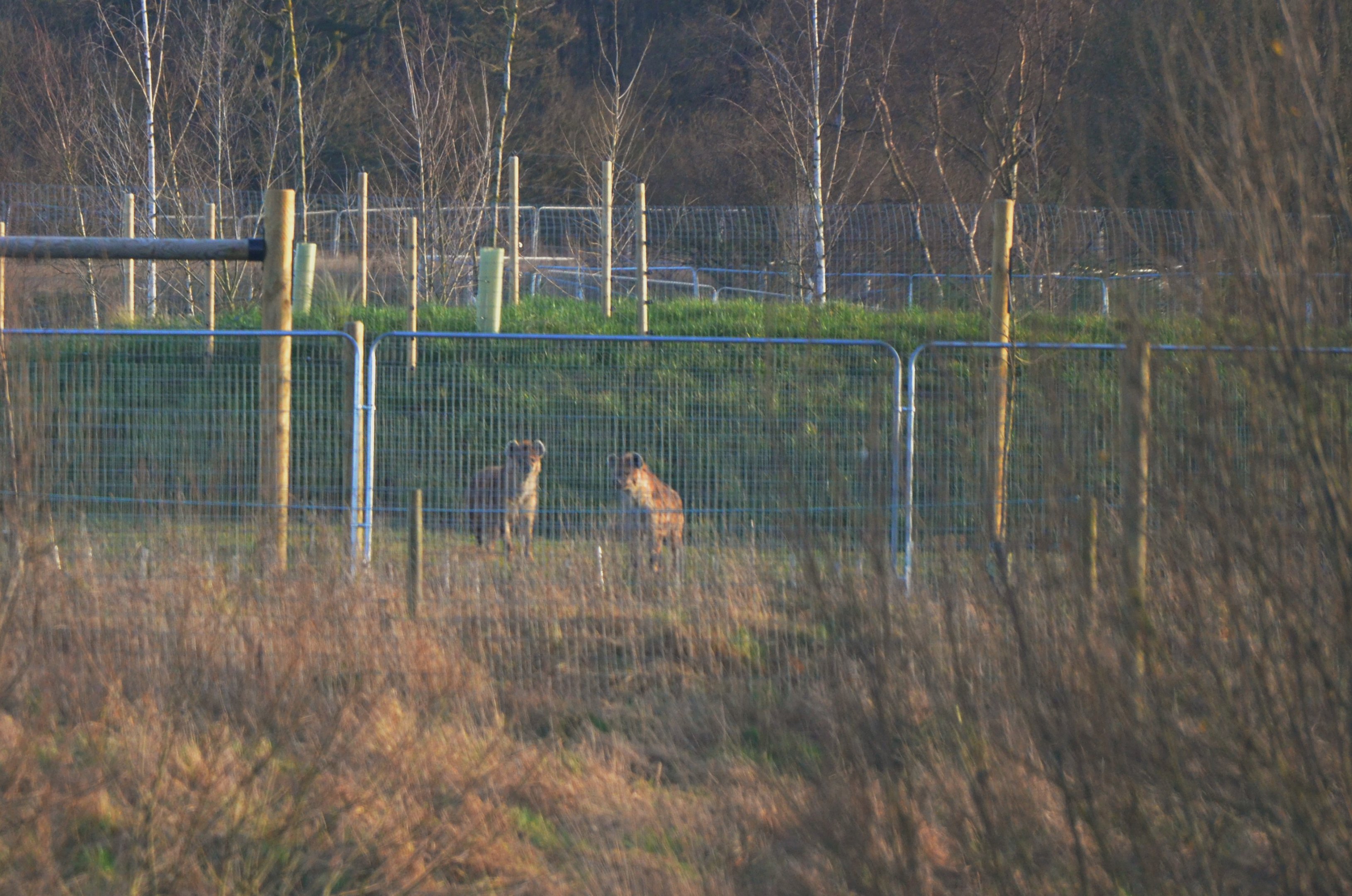 Spotted Hyaenas at Yorkshire WP, 18/01/20