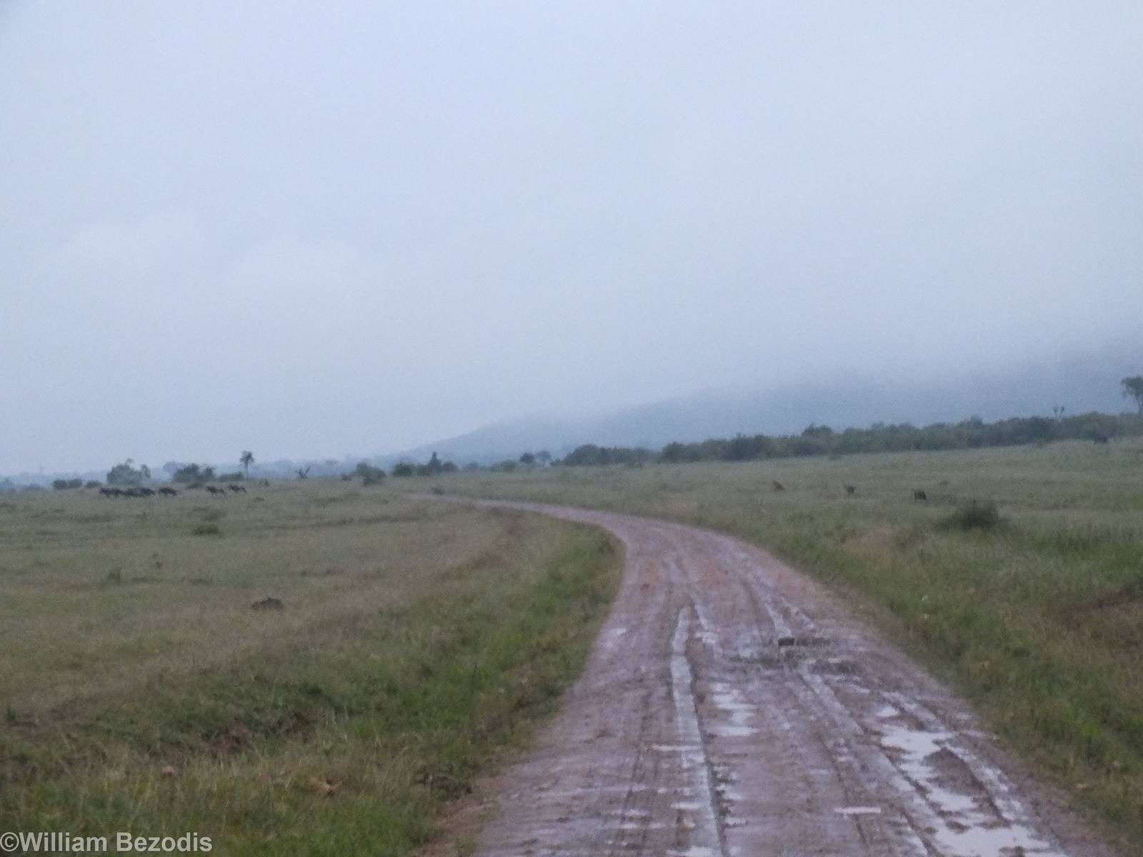 Spotted Hyaenas Chasing Wildebeest - Maasai Mara