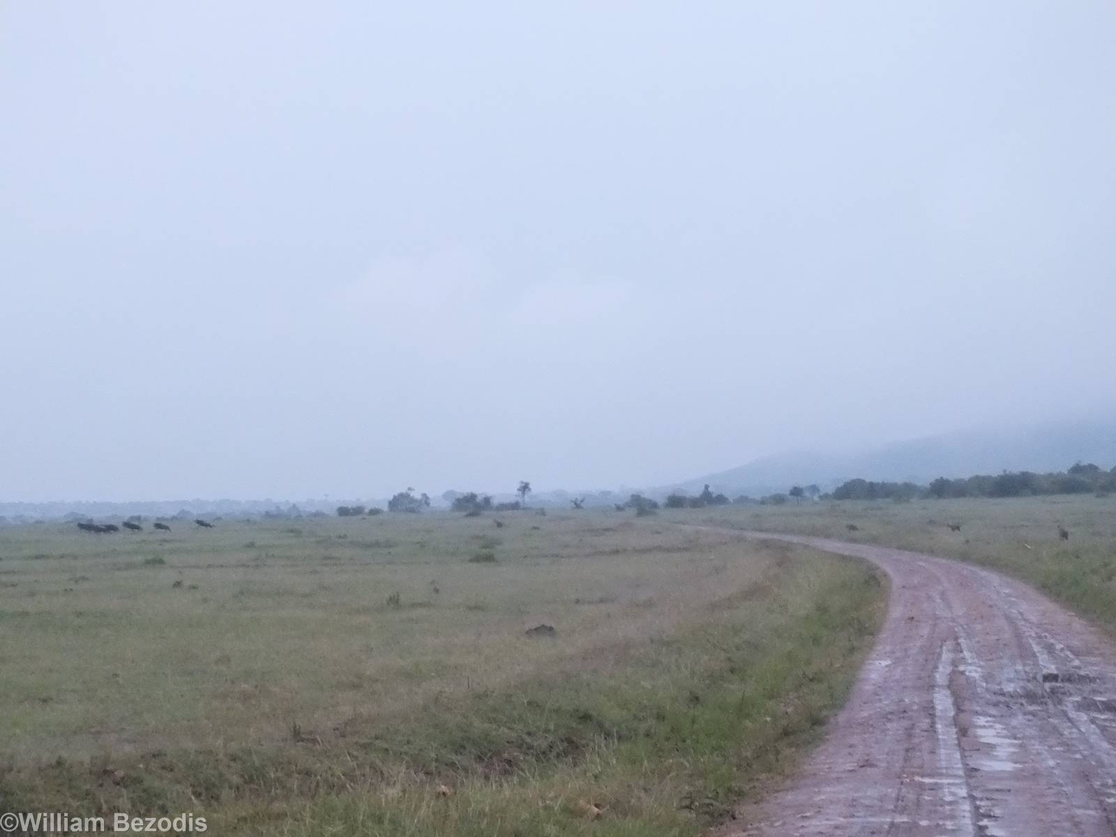 Spotted Hyaenas Chasing Wildebeest - Maasai Mara